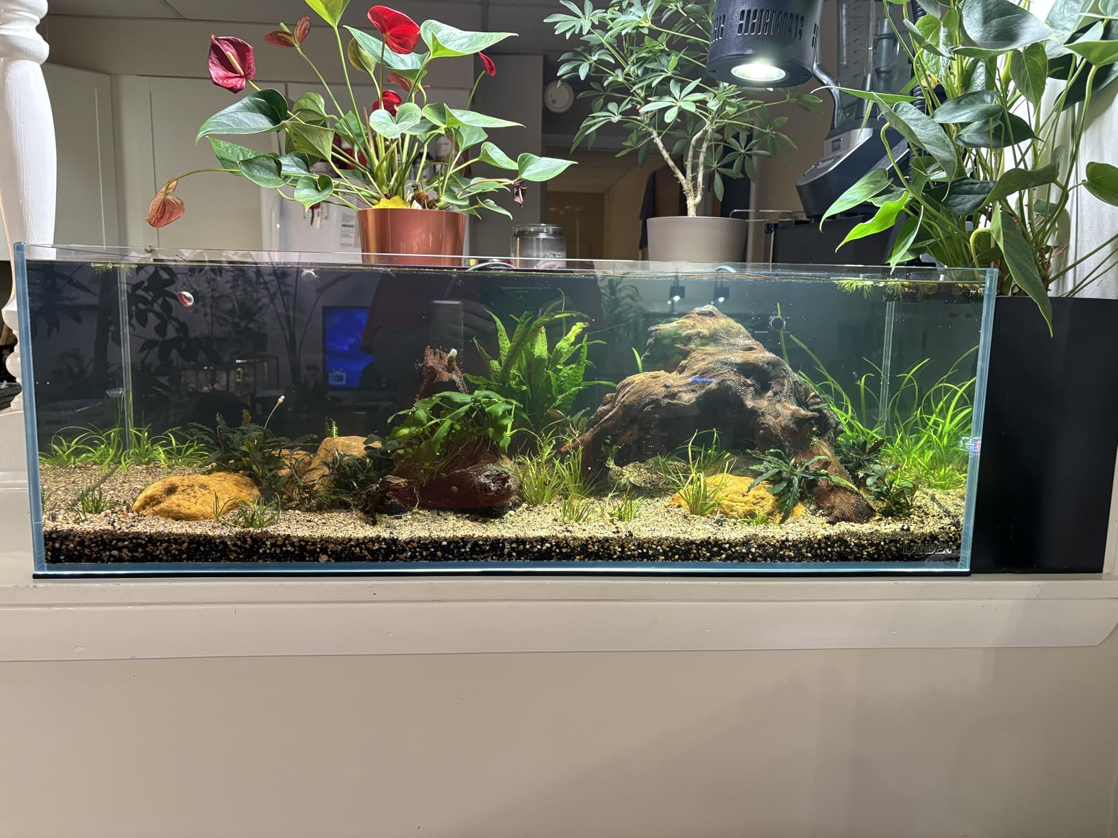 Landen 120P 72.2 Gallon Rimless Low Iron Aquarium Fish Tank, W47.2 x D19.7 x H19.7 (120x50x50cm) 12mm Thickness with Black Nano Foam Leveling mat Included customer photo 1