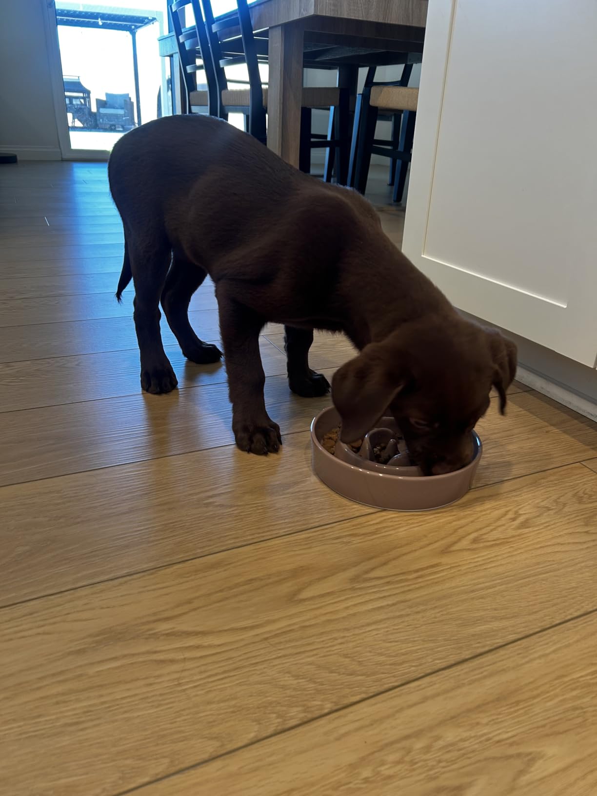 Havniva Ceramic 1.6 Cup Slow Feeder Dog Bowl for Medium and Large Breed, 8.2inch Puzzle Dog Food Dish, Anti-Gulping, Stop Bloat, Preventing Choking (Single Bowl-Light Green) customer photo 1