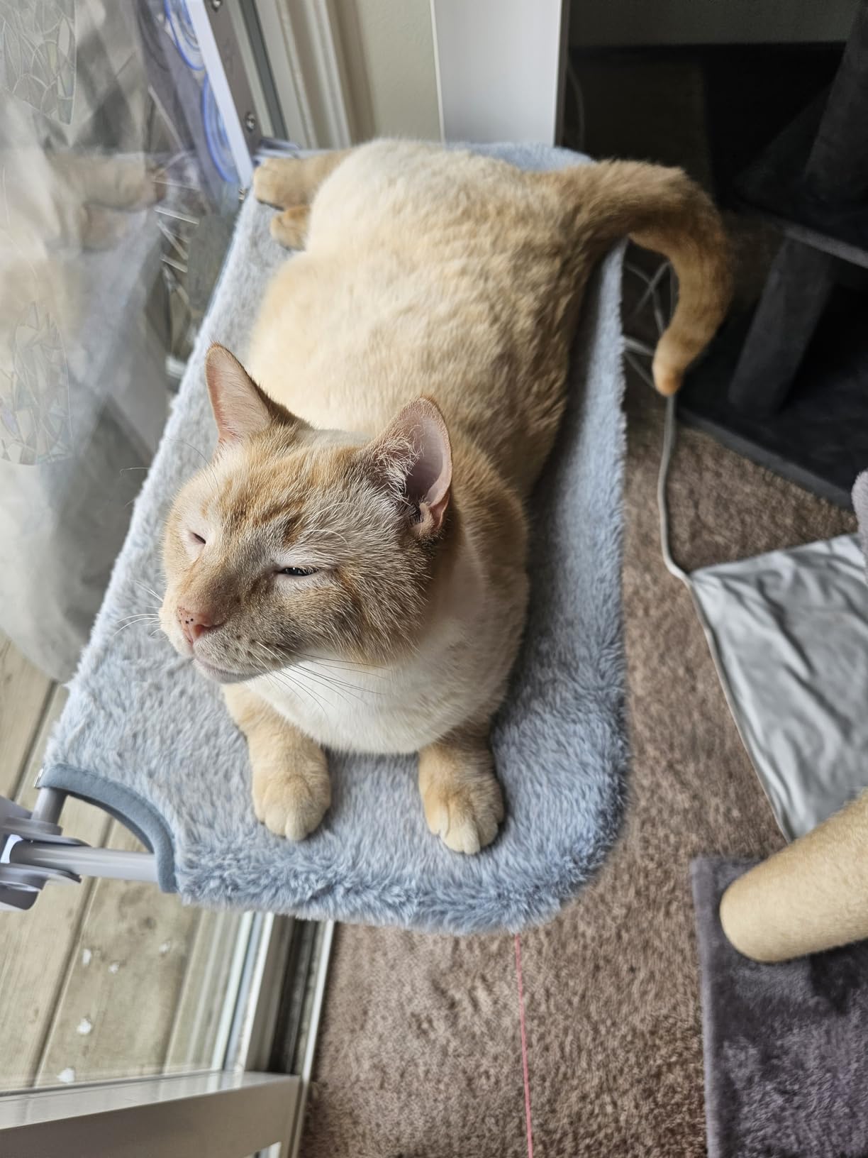 AMOSIJOY Cordless Cat Window Perch, Cat Hammock for Wall with 4 Suction Cups, Solid Metal Frame and Reversible Cover, Foldable Cat Beds for Indoor Cats customer photo 1