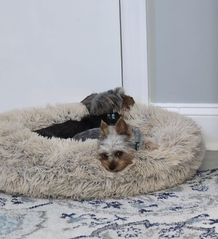 Best Friends by Sheri The Original Calming Donut Dog Bed for Small Dogs up to 25 lbs, Shag Faux Fur, Gray, 23