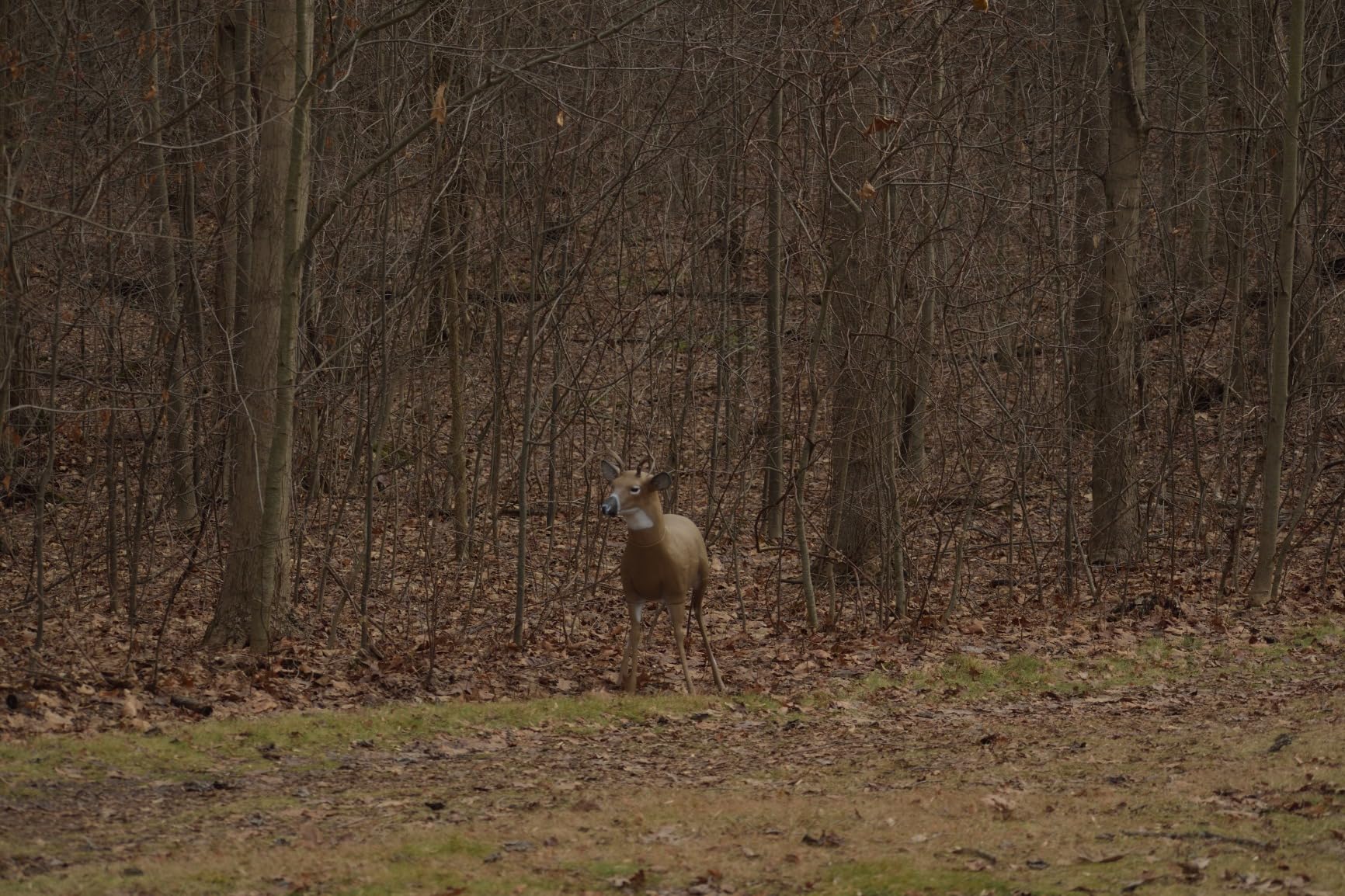 Flambeau Outdoors 5965SB Scrapper Buck - Masters Series Deer Decoy customer photo 1