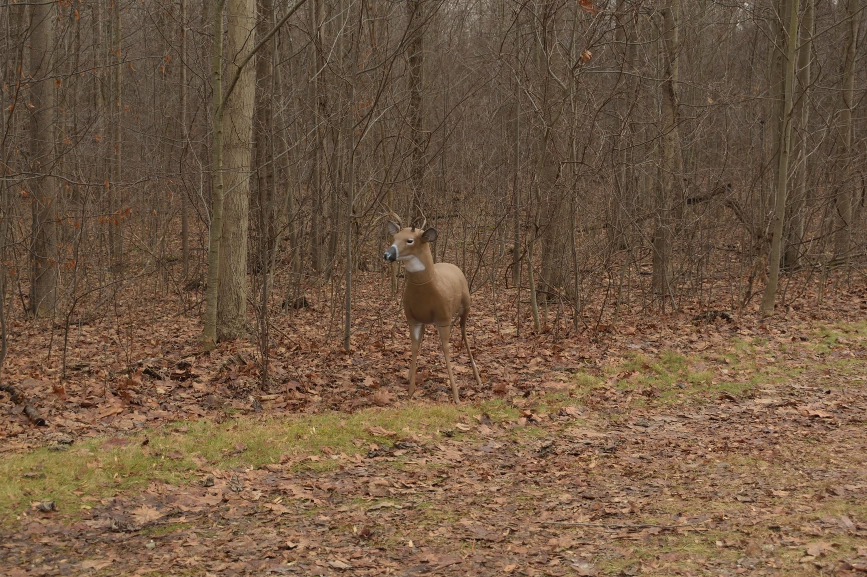 Flambeau Outdoors 5965SB Scrapper Buck - Masters Series Deer Decoy customer photo 2