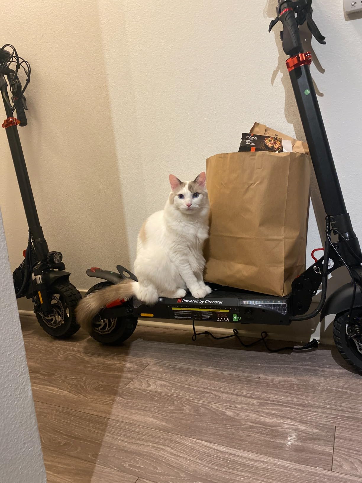 Circooter Mate/Raptor Pro/Cruiser Electric Scooter Adult, 330LBS Max Load, 800W/1000W/2400W Peak Motor, 38 Mph Top Speed, 25-56 Miles Max Range, 10''-11'' Solid Tires Off Road Electric Scooter customer photo 2