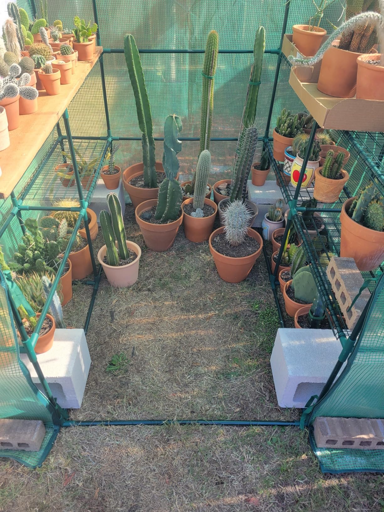 Purlyu Walk-in Greenhouse for Outdoors, Thickened PE Cover & Heavy Duty Powder-Coated Steel, Mesh Door & Screen Windows, 14 Sturdy Shelves 4.7x4.7x6.4 FT, (GHW002G) customer photo 2