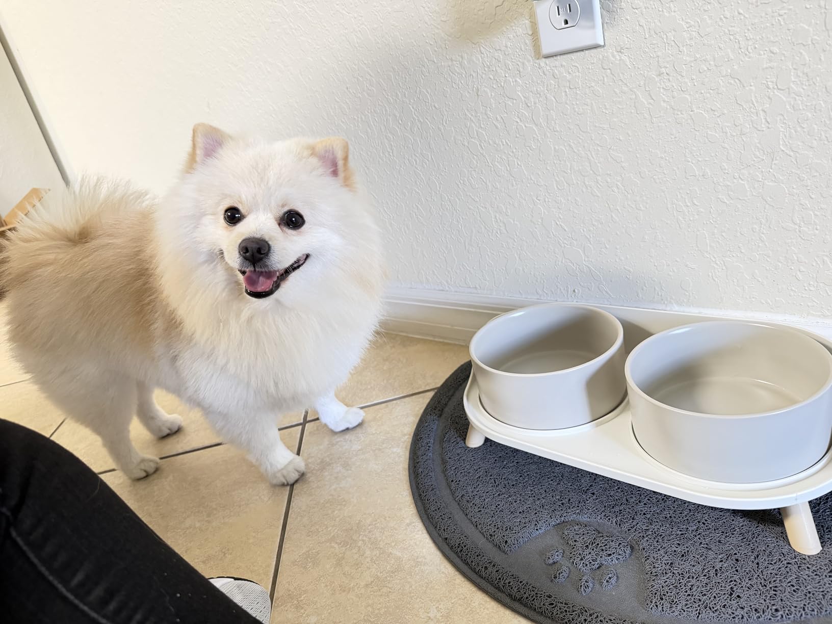 Elevated Ceramic Dog Bowl Set - Double Dog Feeding Bowls with Stand Splash Proof, White customer photo 1