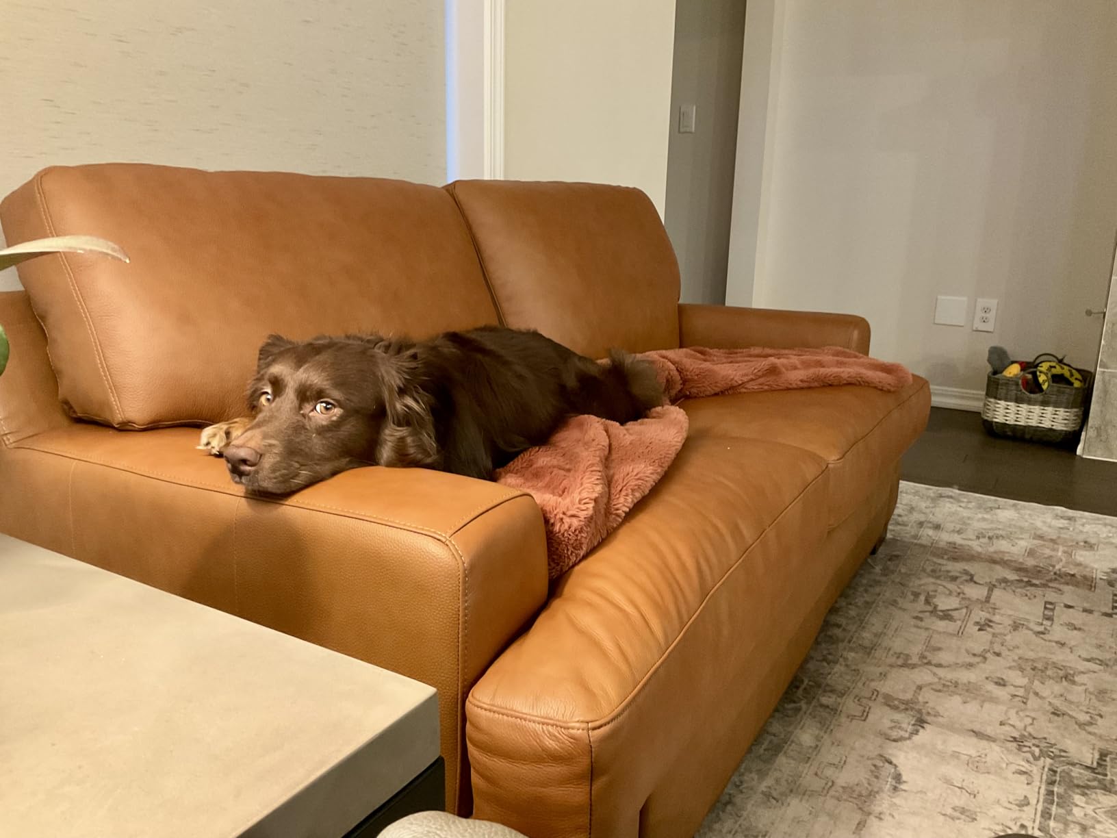 Naomi Home Siggy Genuine Leather Sofa - Plush Goose Feather Cushions, Mid-Century Modern Design - 992 LBS Capacity, NO Tools Assembly 3 Seater Sofa, Tan customer photo 1