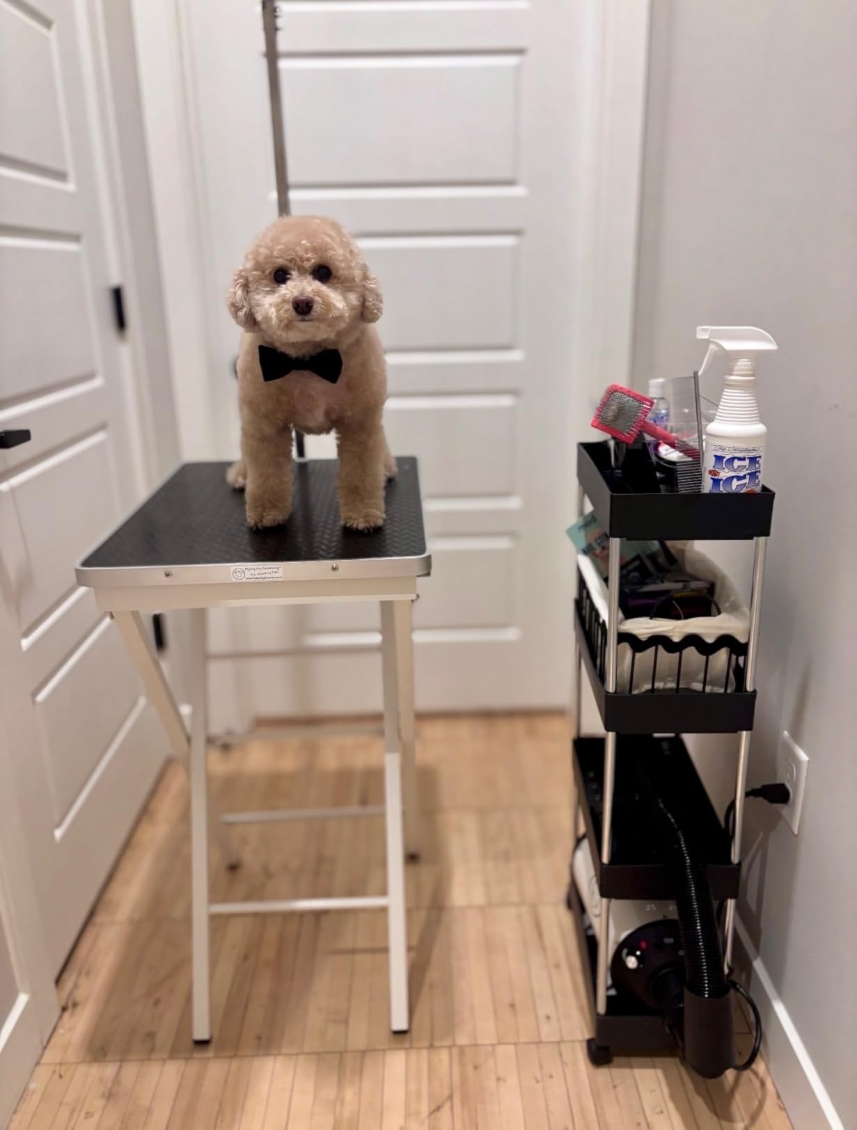 Flying Pig Grooming Mini Size Pet Dog Portable Grooming Table, Purple customer photo 1