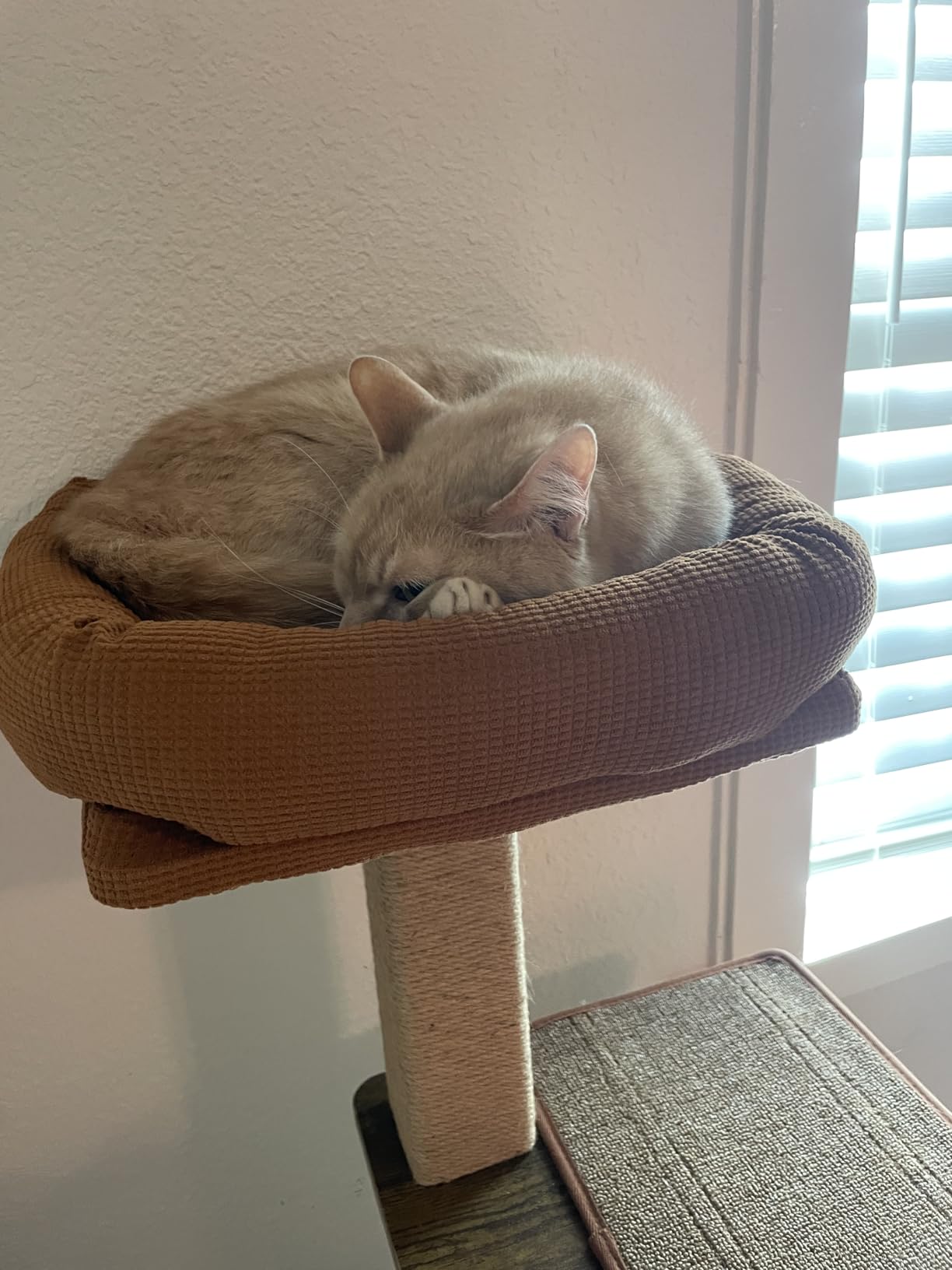 FUKUMARU Cat Tree, 4 in 1 Large Modern Cats Tower with Jute Scratching Post and Hammock, Wood Cat Condo with silvervine Balls, Brown Cat Climber Stand Playhouse for Indoor Cats, Retro Style customer photo 2