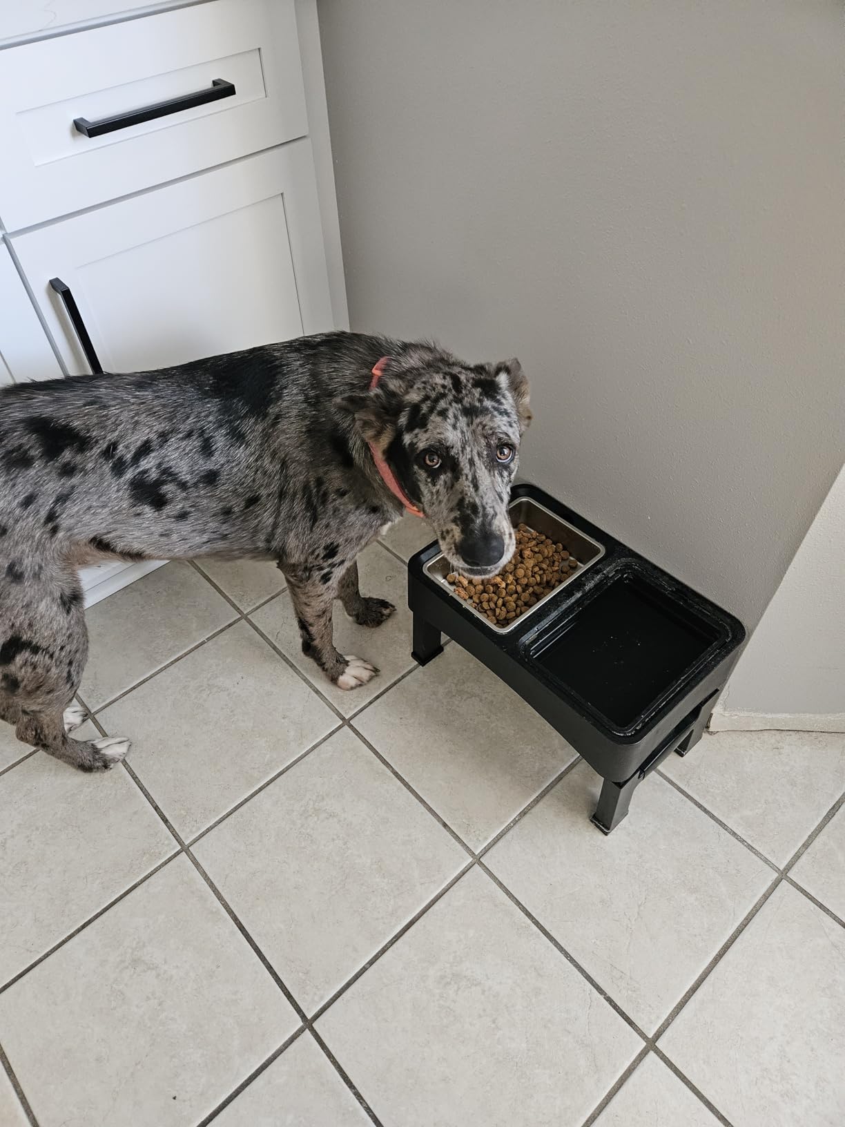 Decflow 3-in-1 Elevated Dog Bowls, 4 Height Adjustable Raised with Stainless Steel, Slow Feeder, No Spill Water Bowl customer photo 2