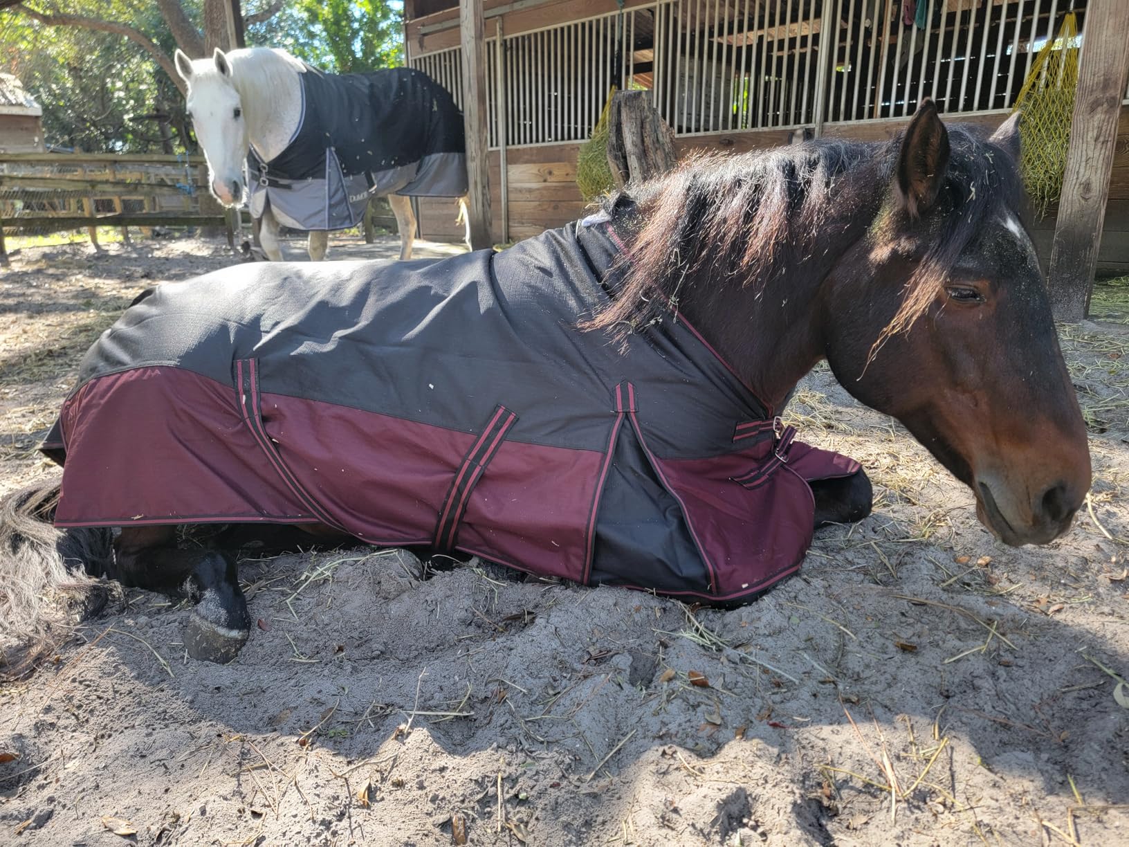 LEAFOREST 1200D Horse Blanket Waterproof Breathable Turnout (no Filling) Standard Neck Horse Sheet Pink Grey 75IN customer photo 2