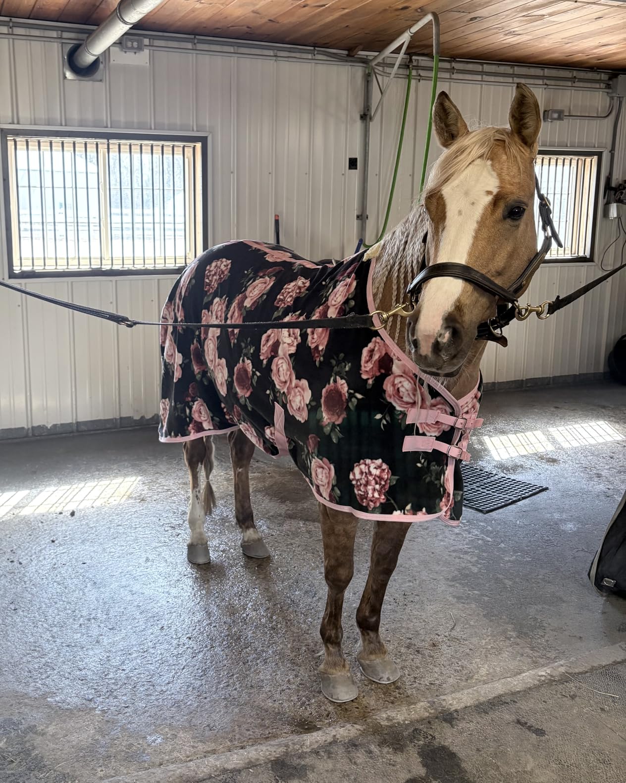 Jeffers Equine Elite Fleece Horse Cooler Blanket, 78 Inch - Soft, Adjustable Fit, Lightweight, Easy Care, Moisture Wicking Cooling Sheet with Surcingle for Post Exercise, Travel for Horses - Navy customer photo 1