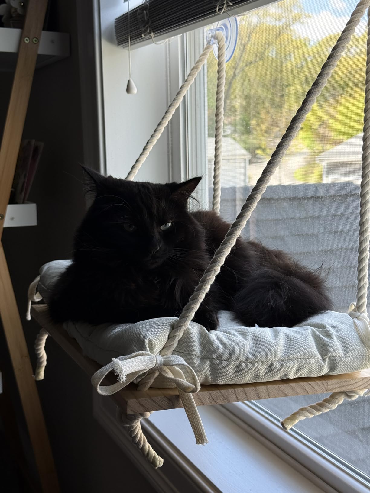 Cat Window Perch with Industrial-Grade Suction Cups - Solid Pine Wood Hammock Bed, Soft Cushion - 42 lb Capacity for Cats Inside customer photo 2