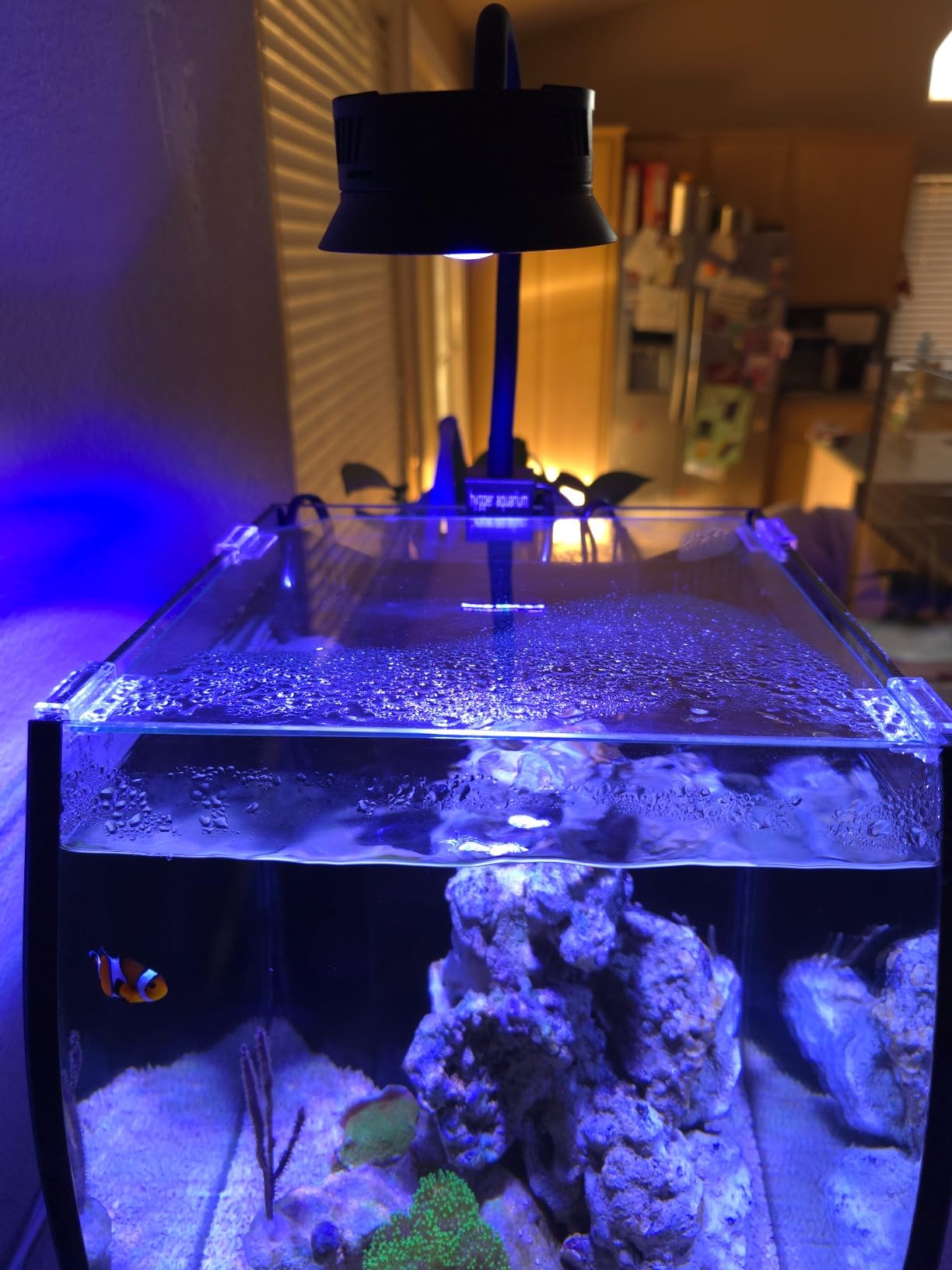 Aquatop 8.6 Gallon Bow Front Glass Aquarium Kit with Filter and LED Lighting - All in One Desktop Fish Tank, Ideal for Freshwater and Saltwater customer photo 2