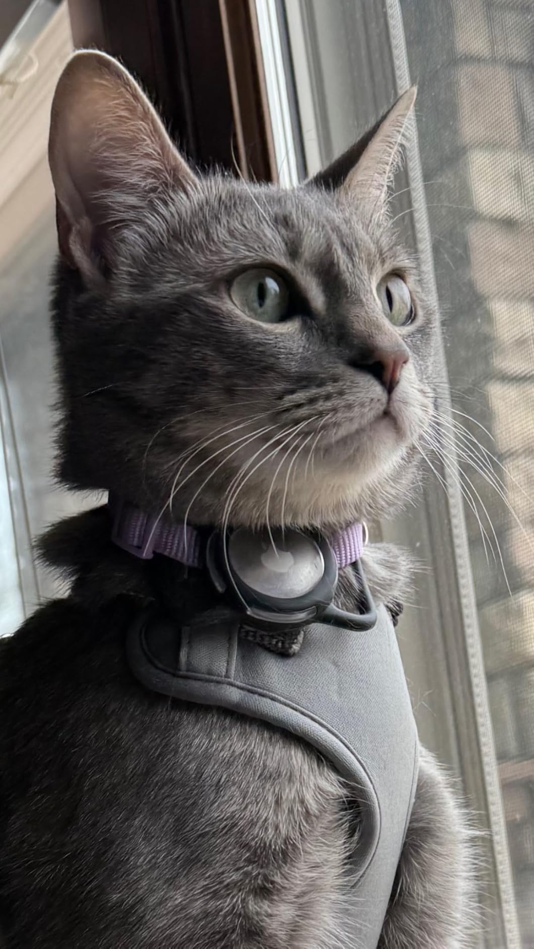 Waterproof Airtag Holder for Dog Collar, Soft Full-Body Protective Airtag Holder for Dog & Cat Collars, Ultra-Durable, Easy Installation customer photo 1