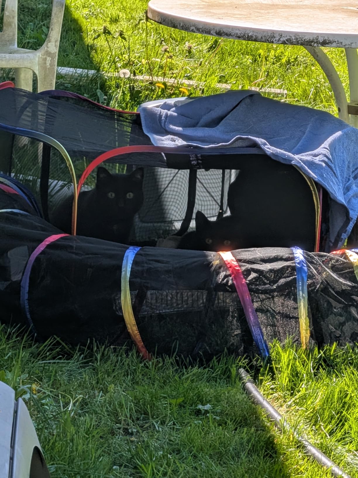 Outdoor Cat Enclosure - Portable Catio Playground for Cat Run, Kitty and Small Animals - Tent & Tunnels for Outside and Indoor Play customer photo 1