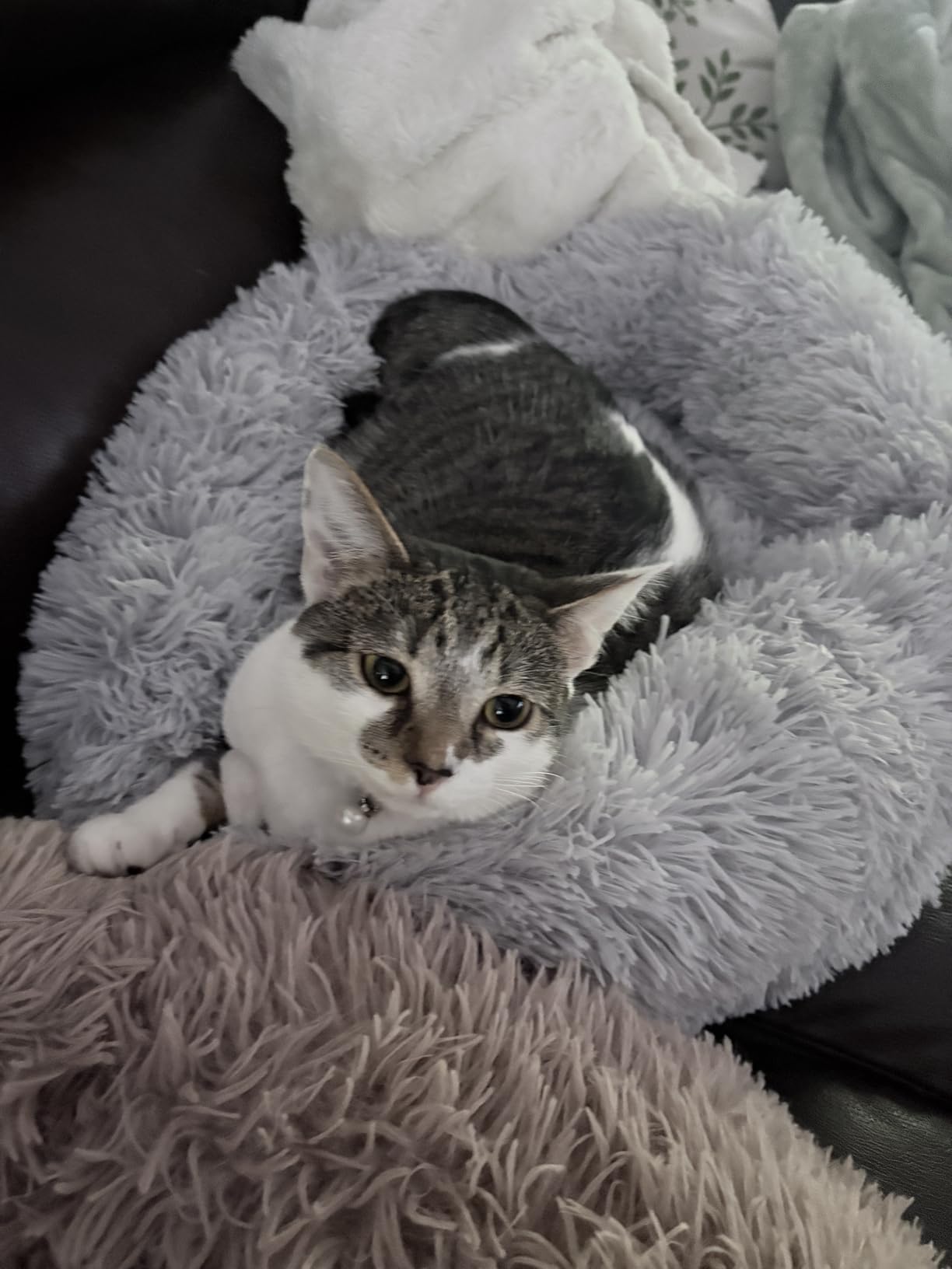 Hoewina Dog & Cat Bed for Indoor Cats, 20in Calming Donut Bed for Puppy and Kitten, Washable Round Fluffy Pet Bed for Small Medium Dogs and Cats (Light Grey) customer photo 1