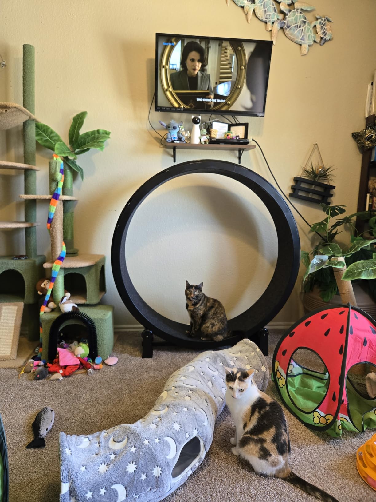 One Fast Cat - Cat Exercise Wheel - Gen. 7 - 48
