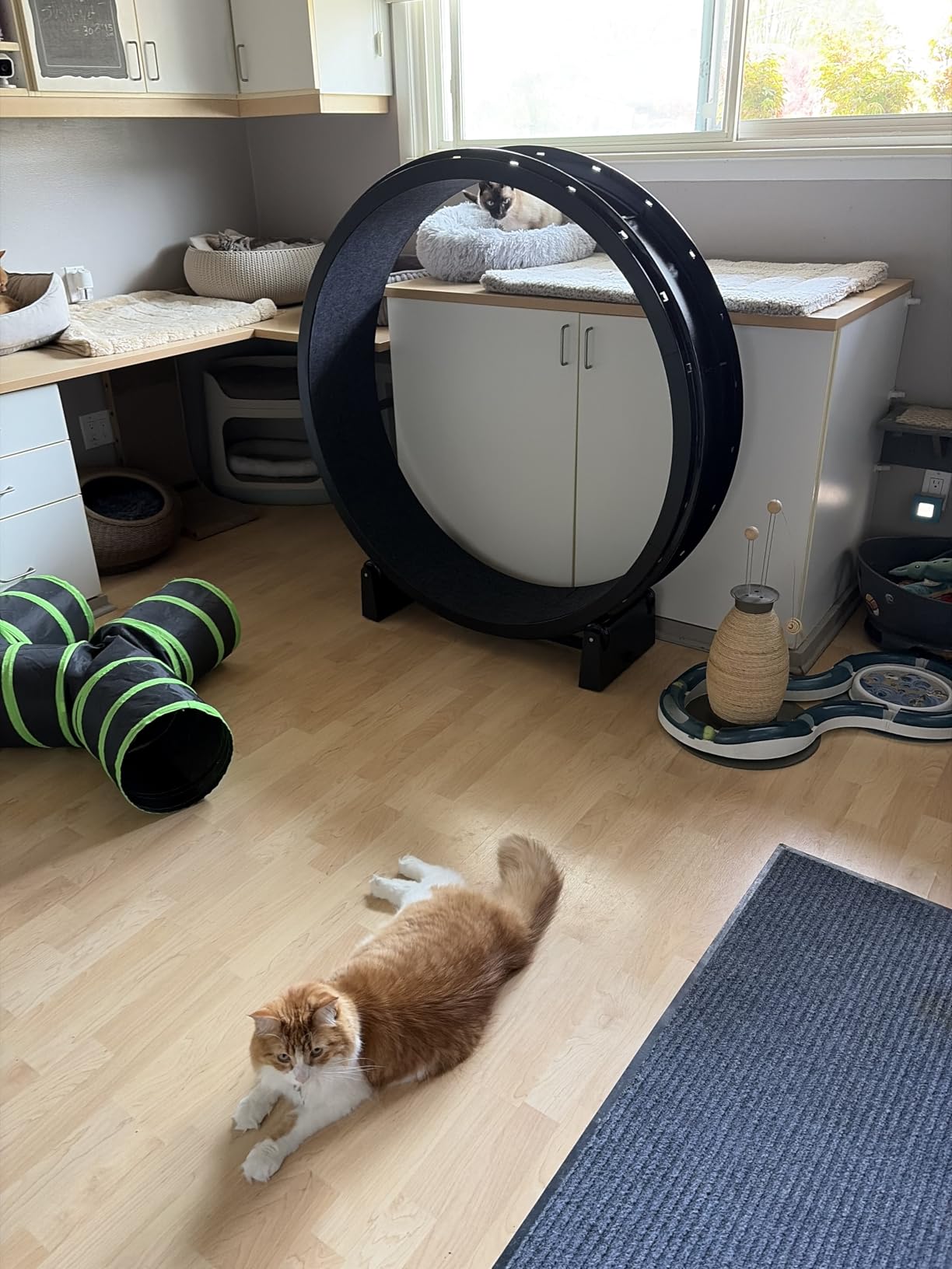 One Fast Cat - Cat Exercise Wheel - Gen. 7 - 48