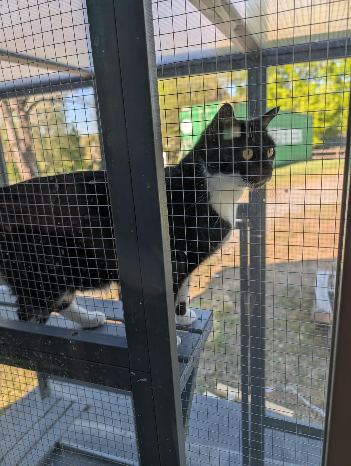 NYEEKOY 71Inches Large Wood Catio Outdoor Cat Enclosure with Perches and Condos, Cat House Indoor with Waterproof Roof, Cat Shelter 5 Platforms & 2 Resting Box, UV Resistant (Grey) customer photo 1