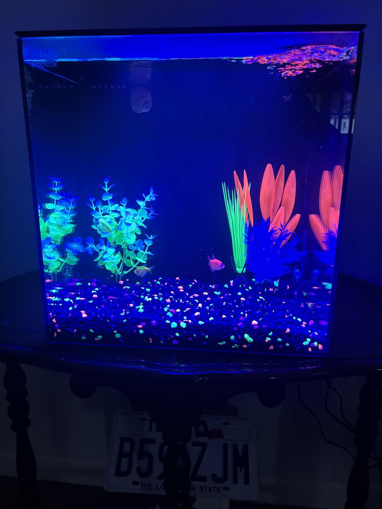 HelloReef 15 Gallon Glofish Complete Freshwater Aquarium Kit with App Controlled Smart LED Lighting, Filtration, Glofish Decor, and Guided Online Learning Center customer photo 1