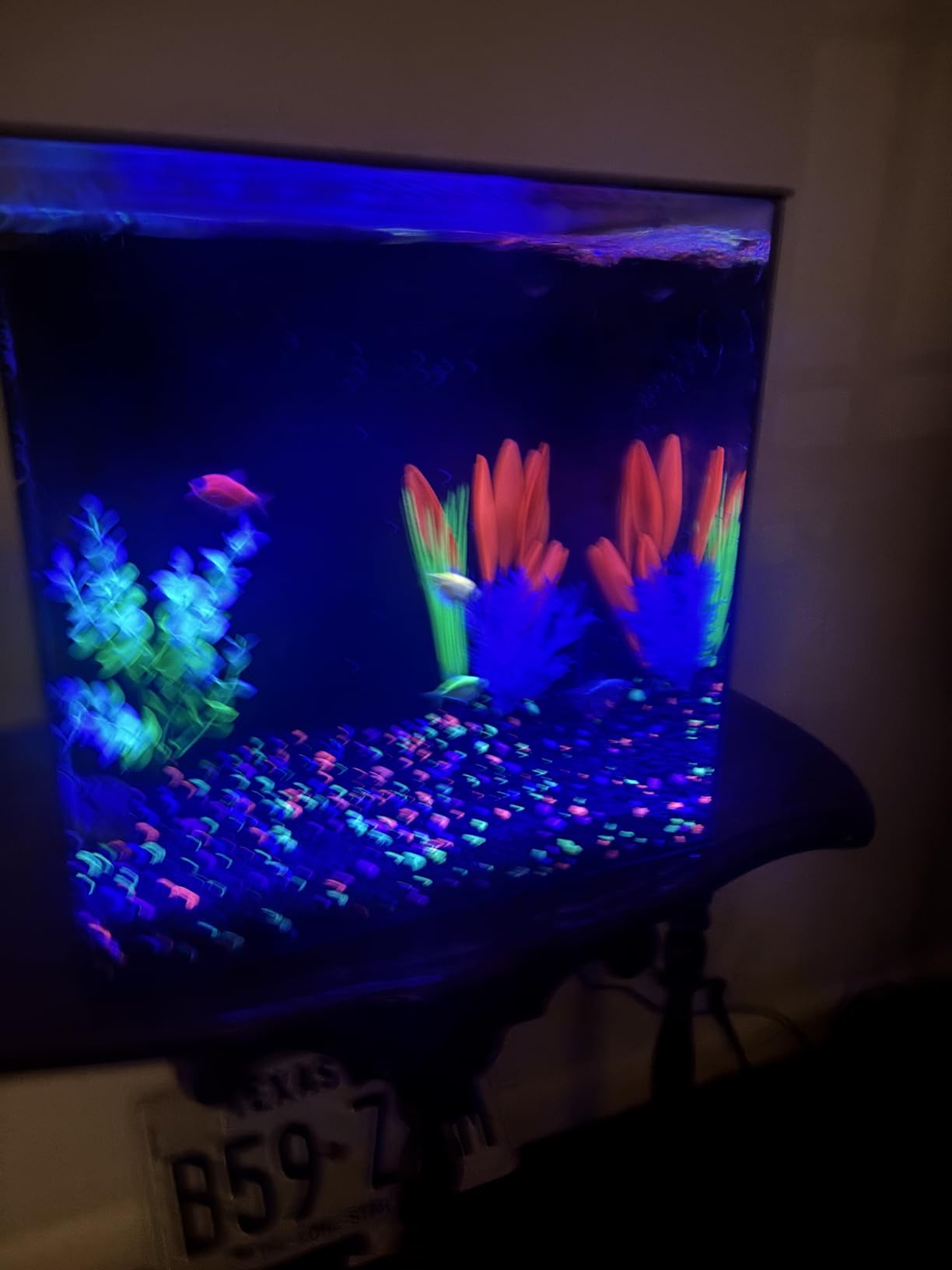 HelloReef 15 Gallon Glofish Complete Freshwater Aquarium Kit with App Controlled Smart LED Lighting, Filtration, Glofish Decor, and Guided Online Learning Center customer photo 2