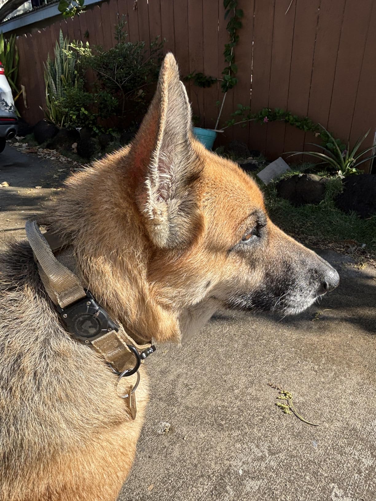 2026 Upgrade Waterproof AirTag Dog Collar, Military Tactical Dog Collar with AirTag Holder, Comfortable Control Handle and Metal Buckle customer photo 2