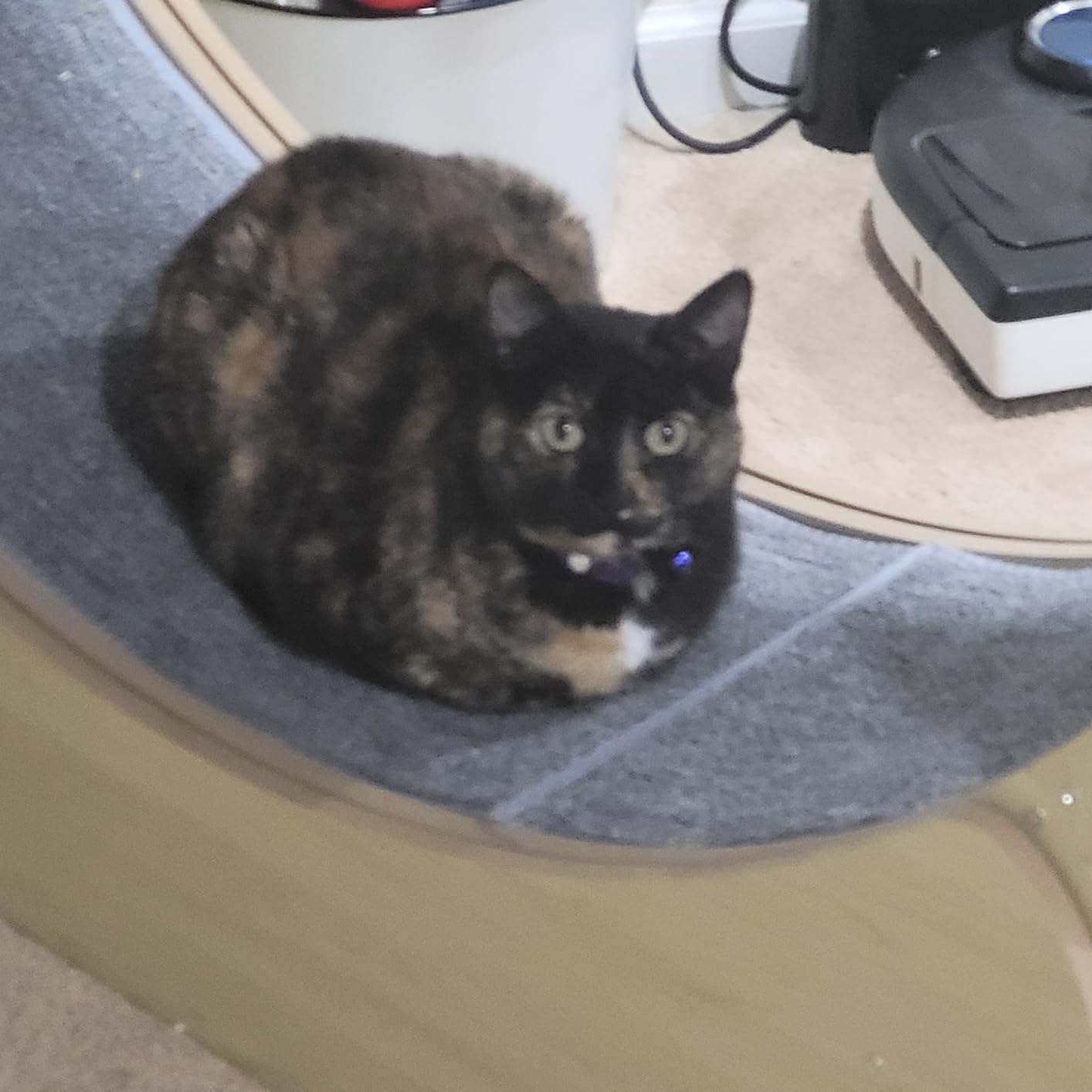 VEVOR Cat Exercise Wheel, Large Treadmill Wheel for Indoor Cats, 29.5 inch customer photo 1