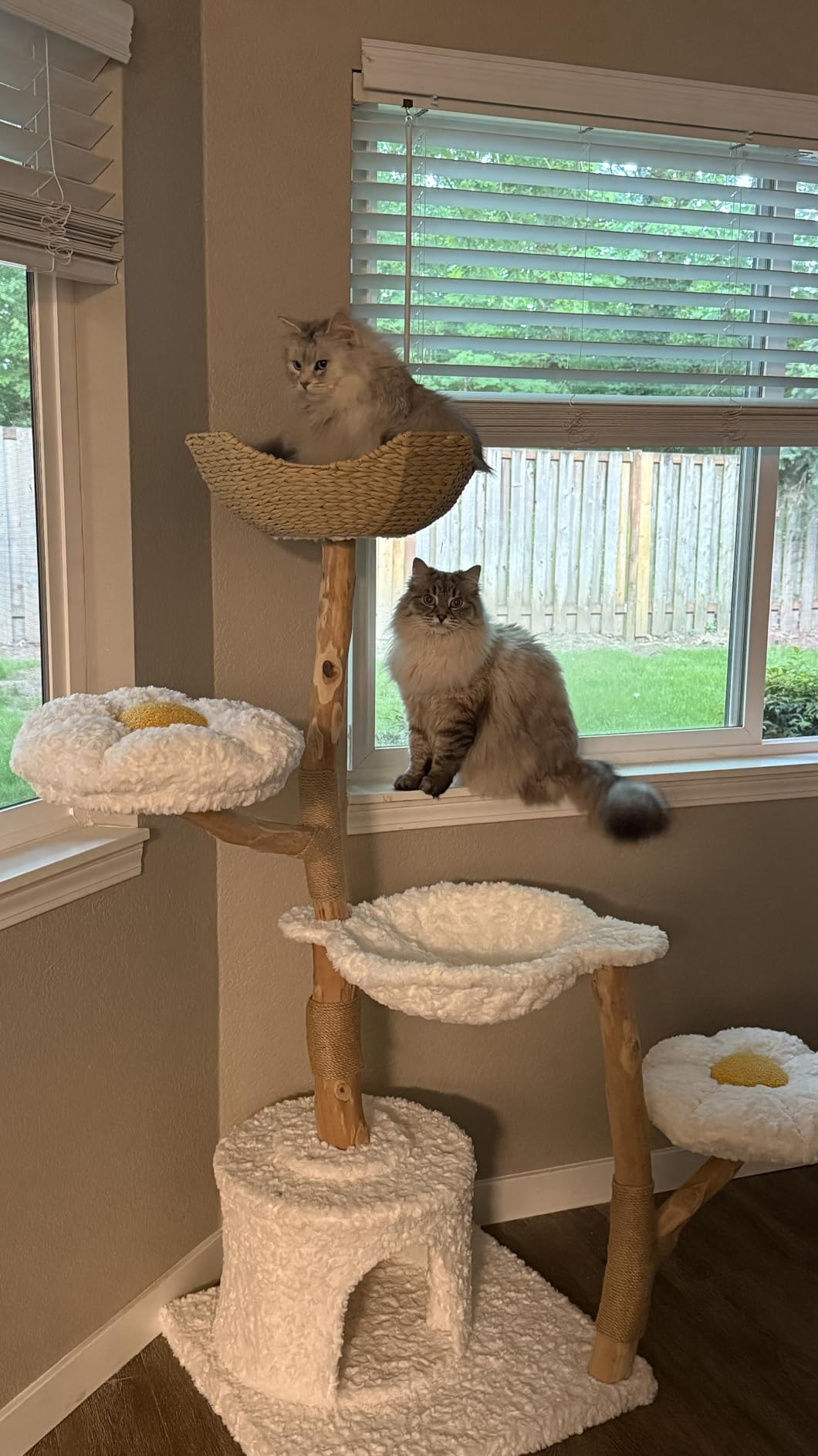 MUTTROS Wood Flower Cat Tree, Modern Cat Tower with Real Wood Branches, Luxury Boho Furniture with Scratching Post and 2 Perches, Cat Climbing Tower for Indoor Cats, Cloud White customer photo 1