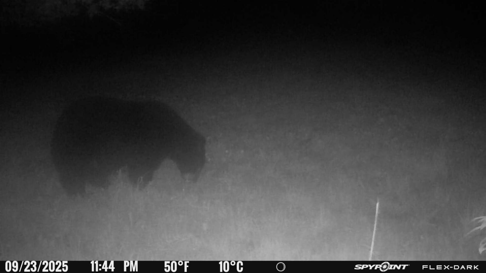 SPYPOINT Flex-Dark Twin Pack Cellular Trail Camera, 40MP Photos, 1080p Video + Sound, No-Glow Game Camera, Hunting Night Vision, Motion Activated, 100ft Detection, No WiFi Needed Trail Cam customer photo 2