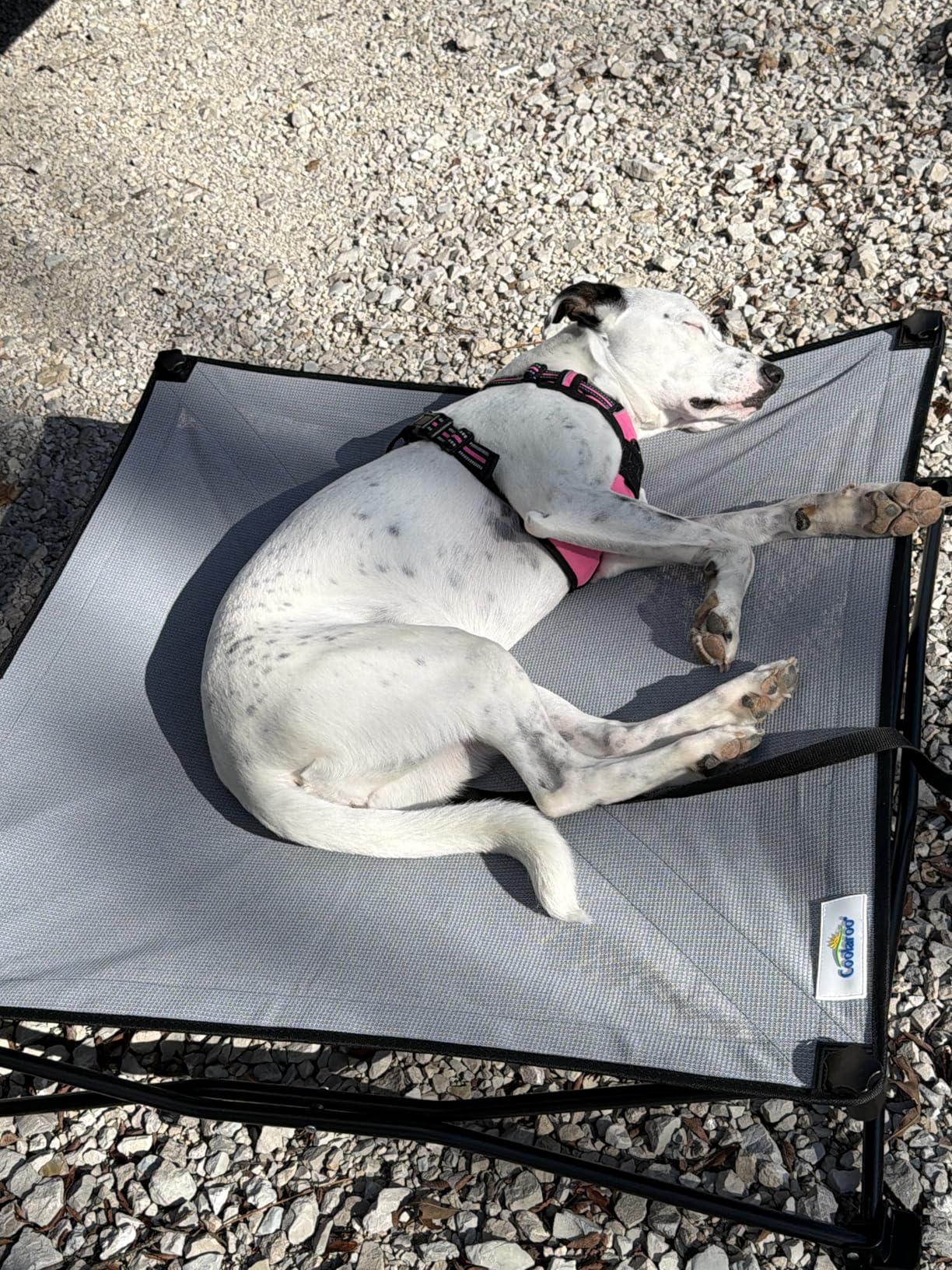 Coolaroo On-The-Go Elevated Dog Bed Kit - Portable & Cooling Travel Cot with HeatShield Fabric for Large Dogs, Lightweight & Compact, Includes Matching Carry Bag & Pacific Blue Bonus Cover, Large customer photo 1