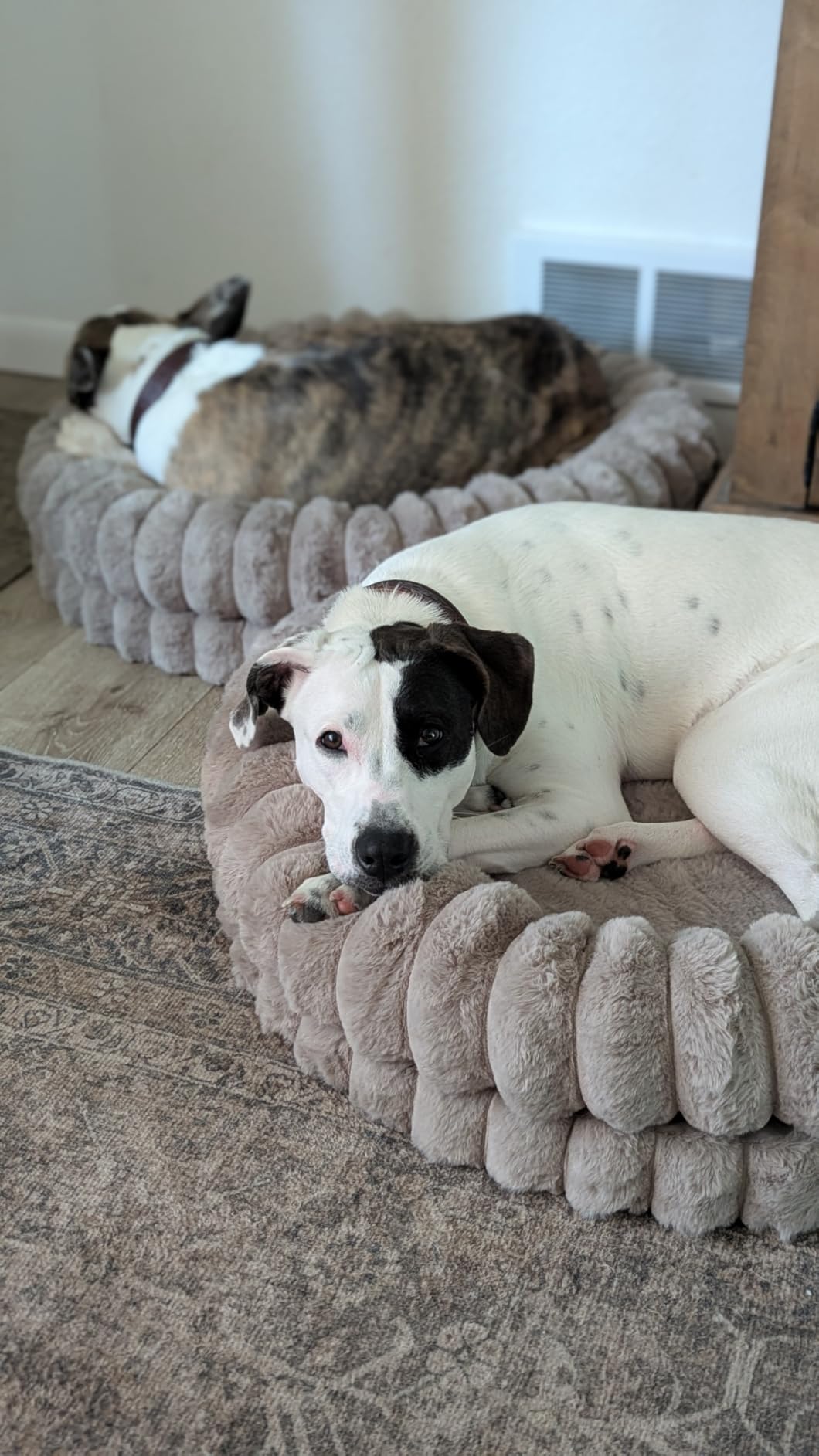 BALANCE Luxury Donut Dog Bed, 30 Inches Round Dog Bed Medium Size Dogs Washable, Orthopedic Calming Dogs Bed for Pets with Anti-Slip Bottom, Oatmeal customer photo 2