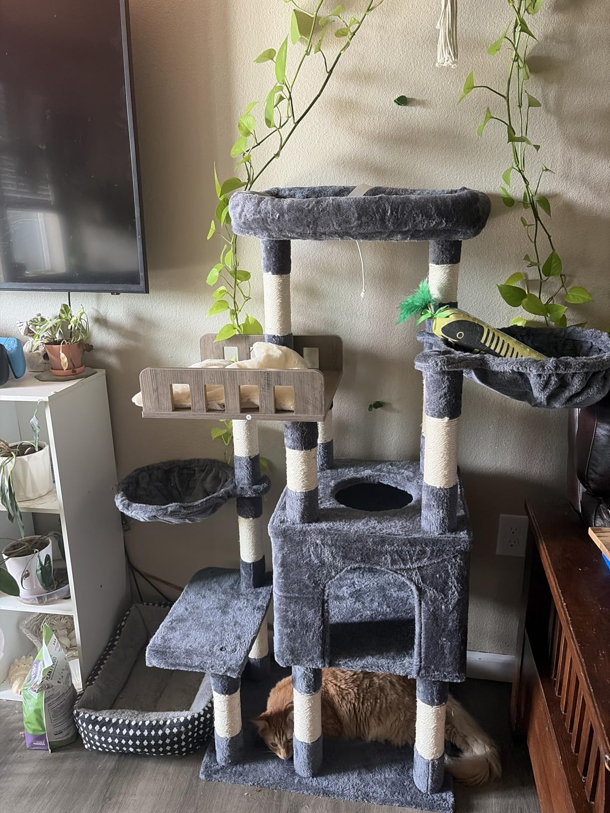 Gitelsnour Maine Coon Cat Tree, Heavy Duty Cat Tree for Indoor Cats Large Adult, Cat Tower for Large Cats 20 lbs+ with Hammock, 2 Big Perches, 2 Cat Condos, 15 Scratching Posts, Smoky Gray GCT033G customer photo 1