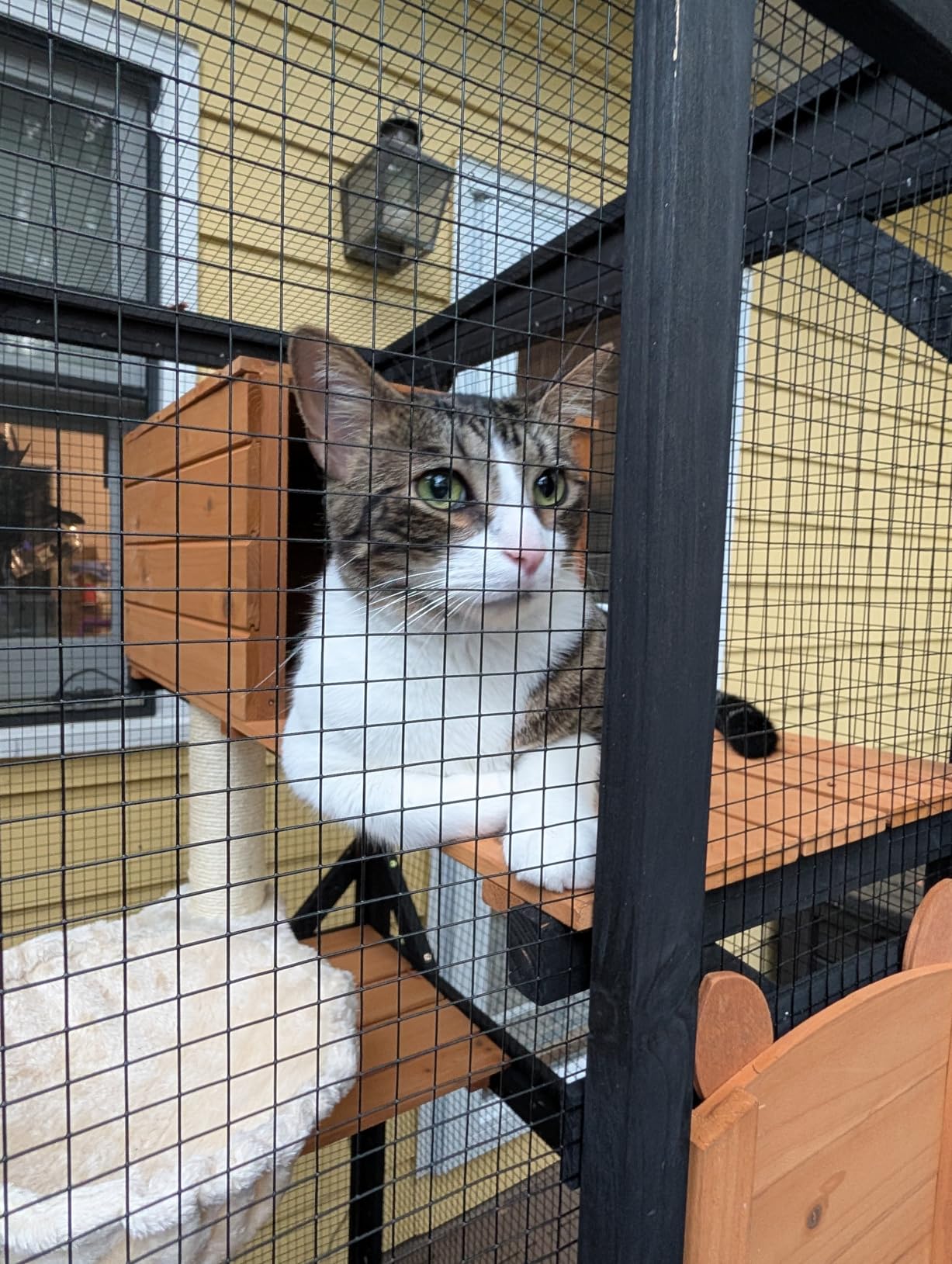 Aivituvin Outdoor Catio Cat Enclosures on Wheels Cat House 70.9