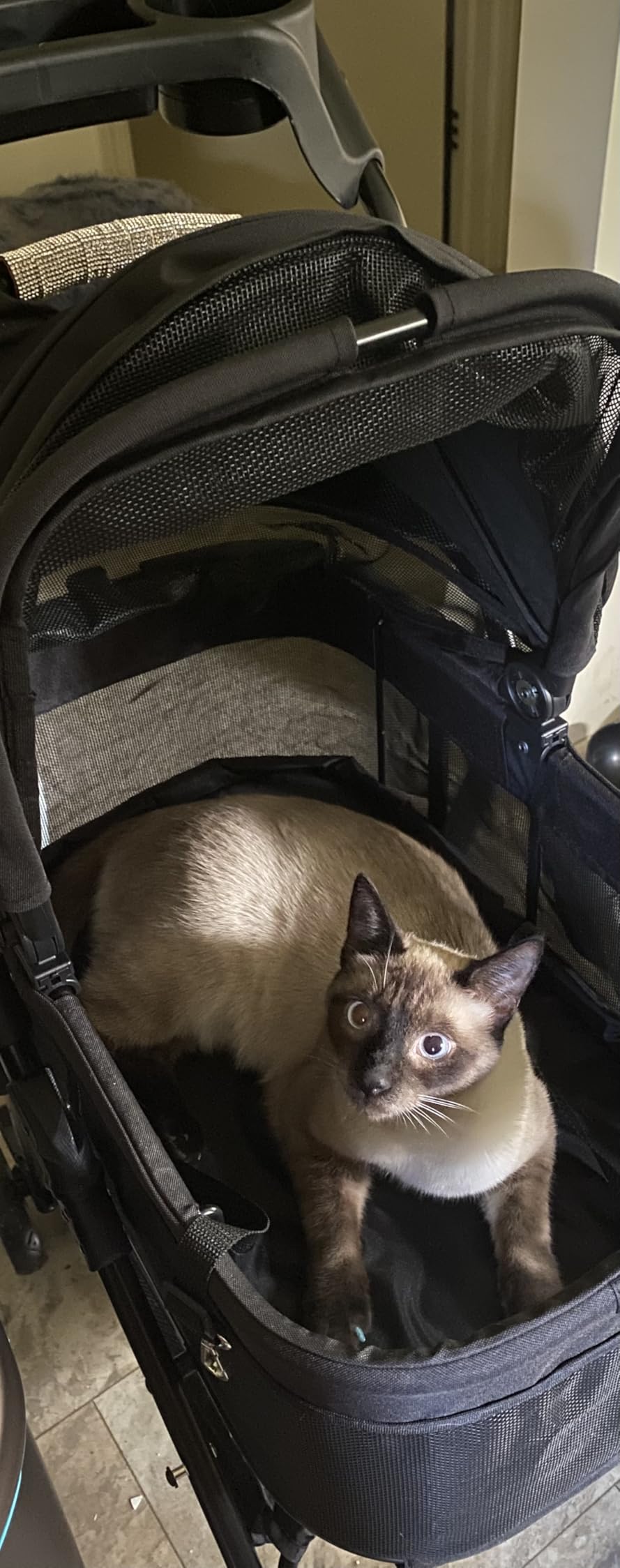 Zoosky 3 in 1 Pet Stroller with Removable Carrier, Folding Stroller for Small/Medium Dogs and Cats, Waterproof, All-Terrain, with Sun Shades, Car Seat customer photo 1