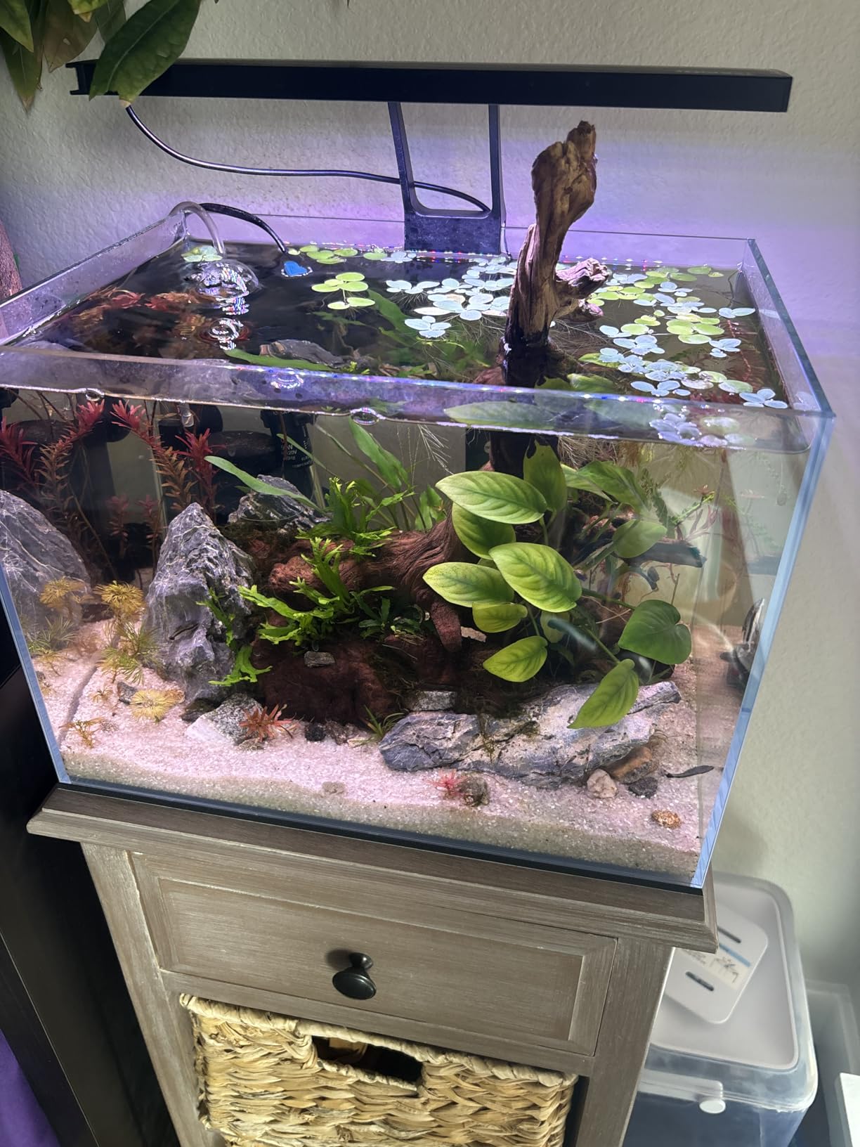 Allcolor Ultra Clear Rimless Aquarium Tank gallons Low Iron Glass Side Filtration + Anti-Jumping net (40Gal) customer photo 1