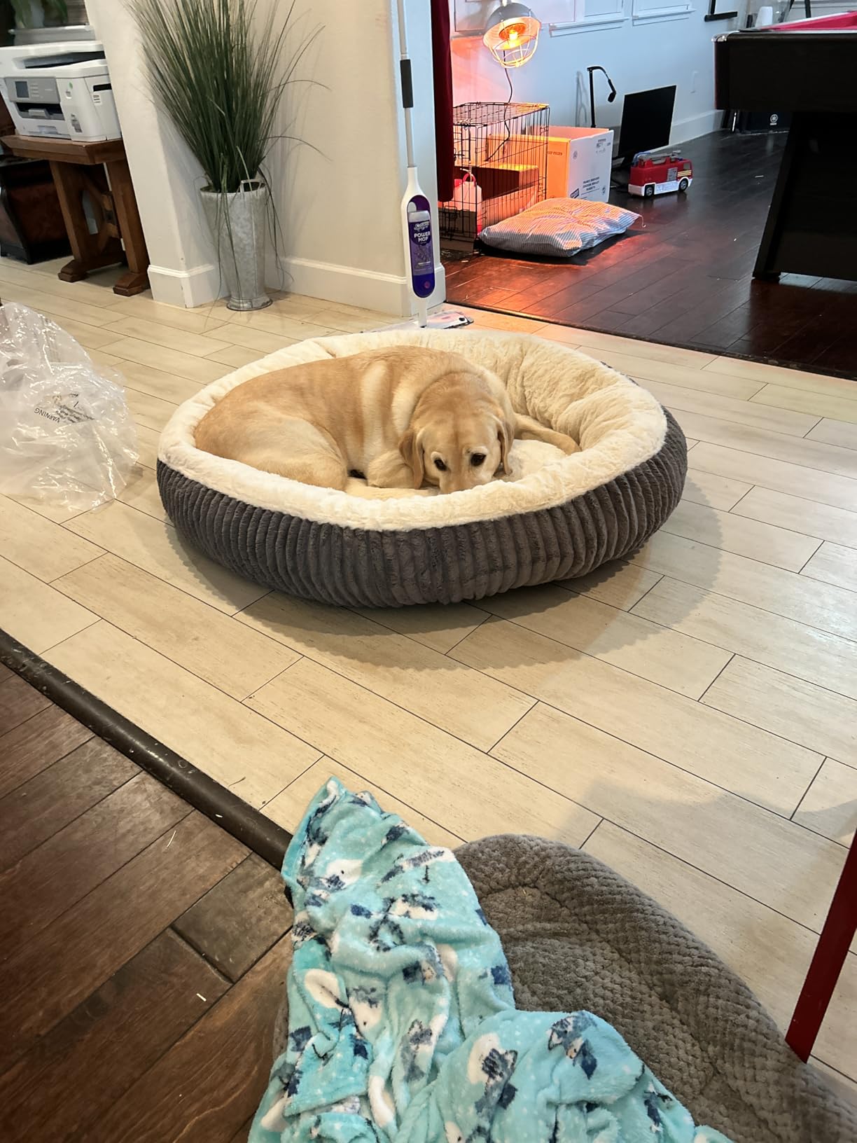 36 inches Donut Dog Bed for Large Dogs - Calming Round Pet Bed with Removable&Washable Cover, Plush Faux Fur & Corduroy, Fits Pets up to 80 lbs (Dark Grey, Large) customer photo 2
