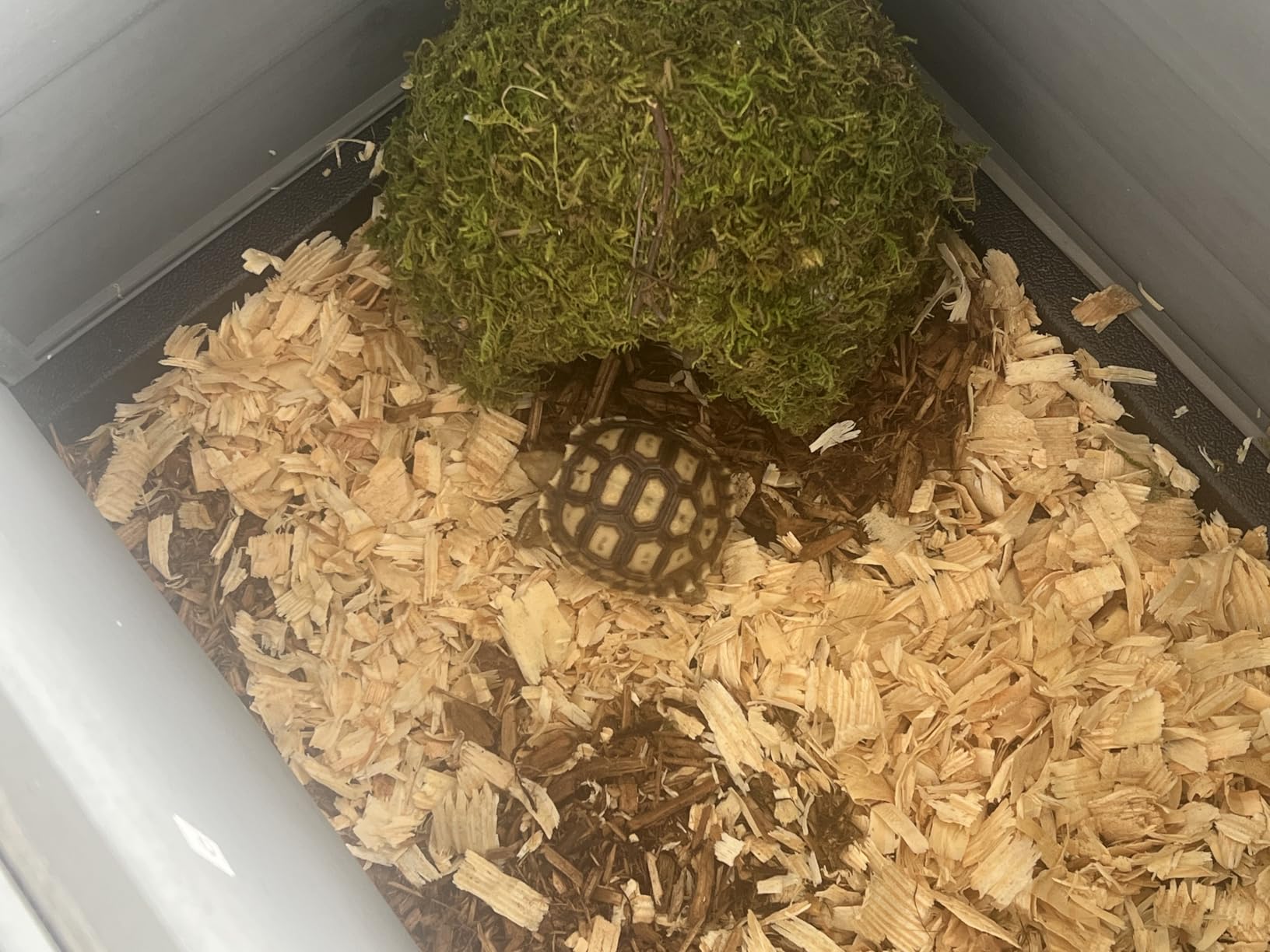 PRETZI Tortoise Habitat with Adjustable Lamp Holder, Turtle Enclosure Indoor/Outdoor, Wooden House for Small Animals, Large Reptile Terrarium Table with Detachable Legs (New Gray) customer photo 2