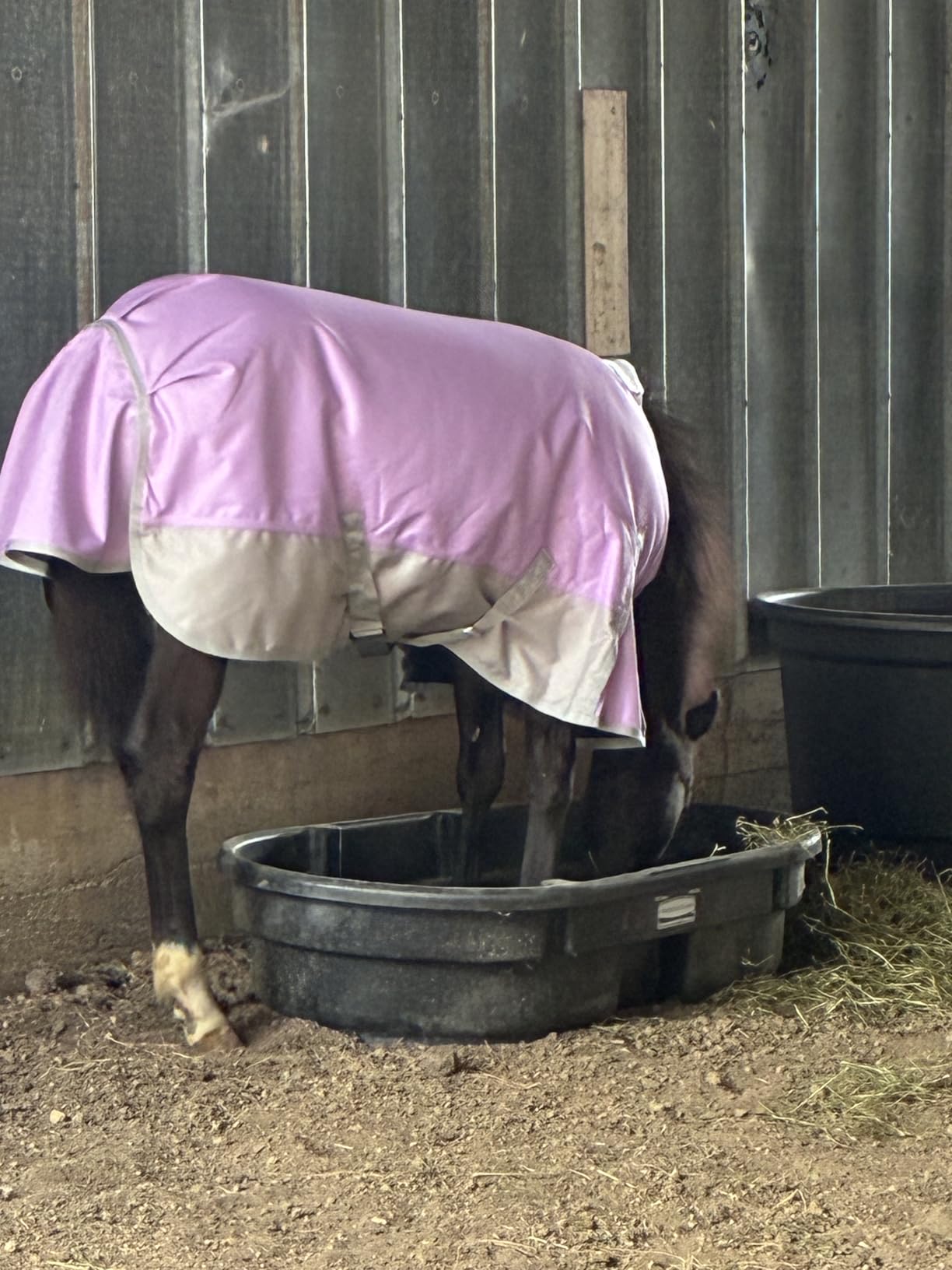 1200D Ripstop Mini Horse/Pony Blanket, Medium Weight 200g Fill - Waterproof Breathable Warm Winter Turnout Blanket for Foal/Weanling/Yearling/Donkey/Mule Violetgrey 48 customer photo 2