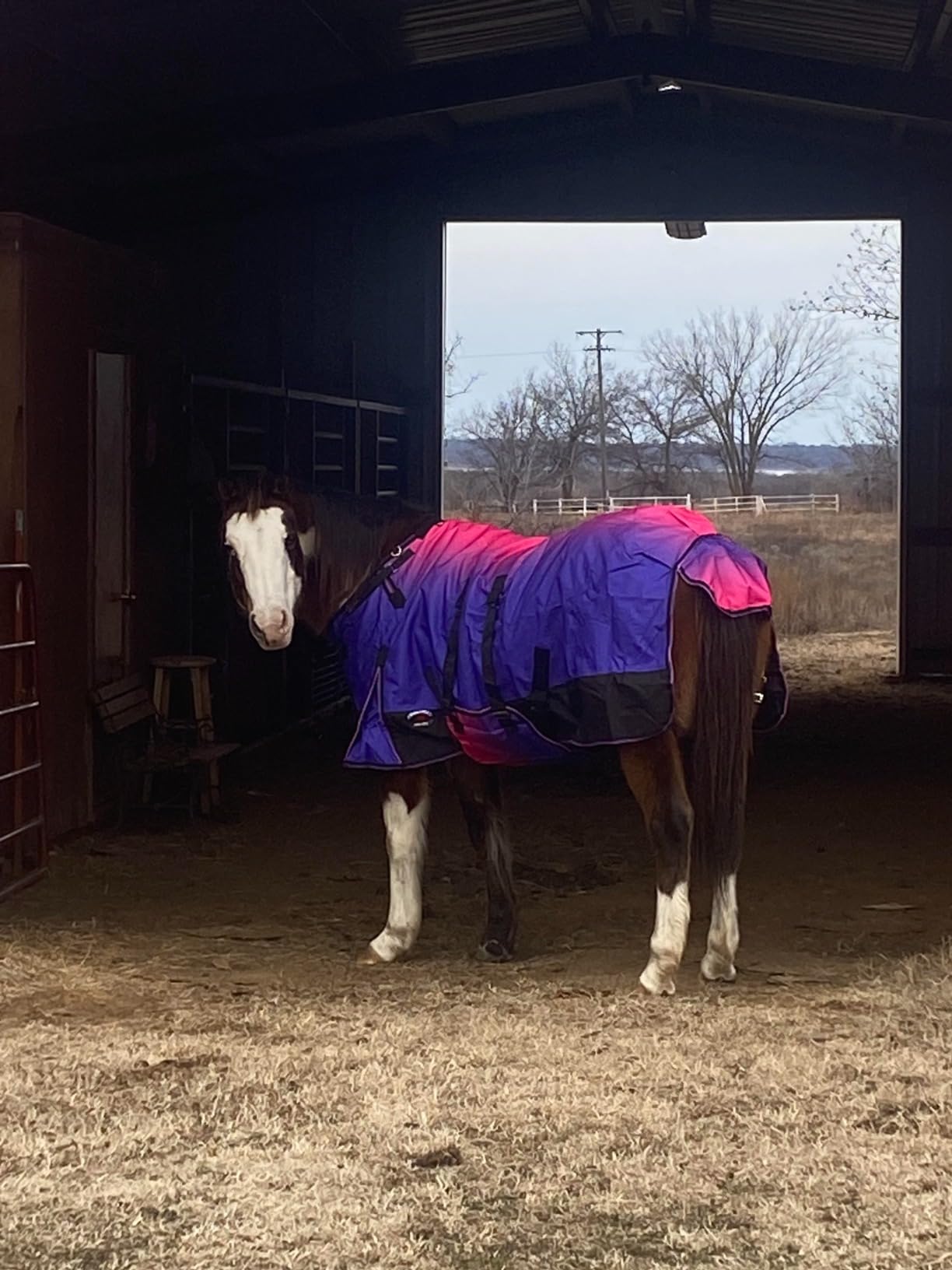 Challenger 1200D Turnout Lightweight Rain Horse Winter Blanket Sheet 3B106 customer photo 1