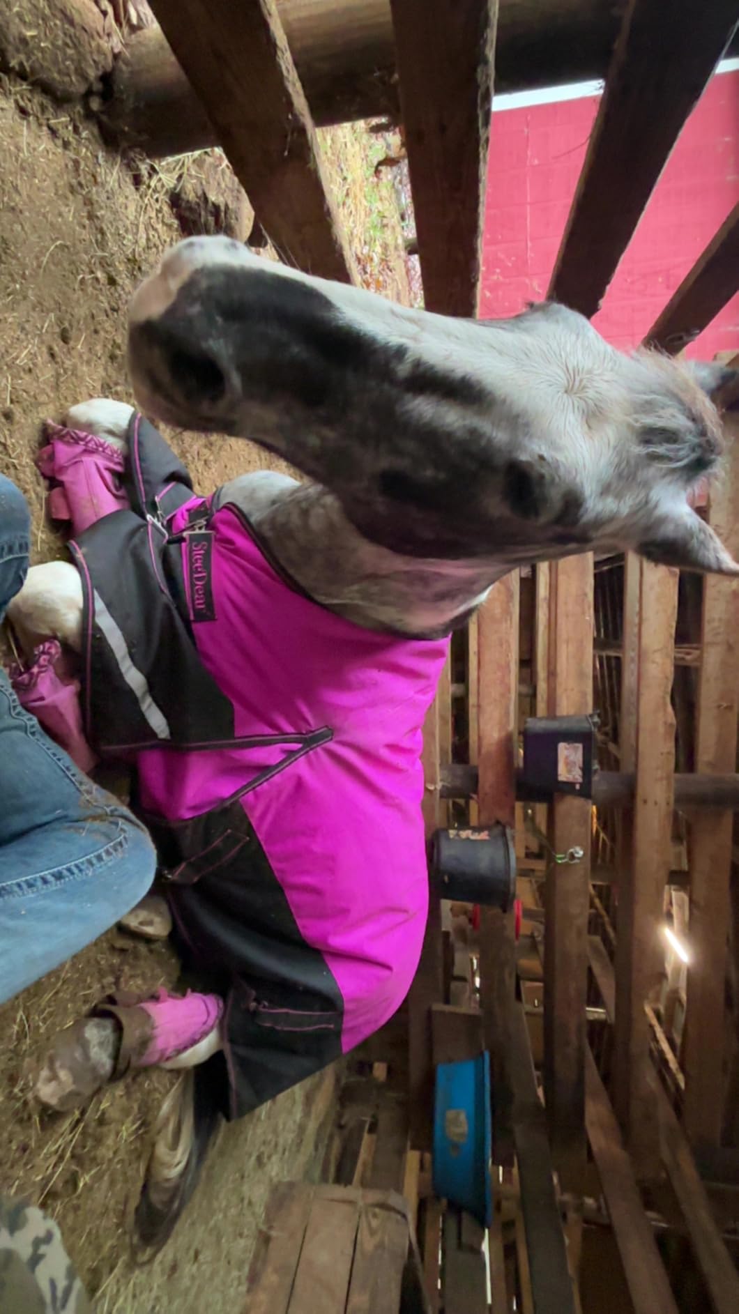 1200D Horse Blanket Turnout Sheet Waterproof and Breathable Lightweight/Medium Fill,Horse Turnout Rug for Real Horses, with Reflective Strips Design (Red/Blue 200g Fill, 69'') customer photo 1