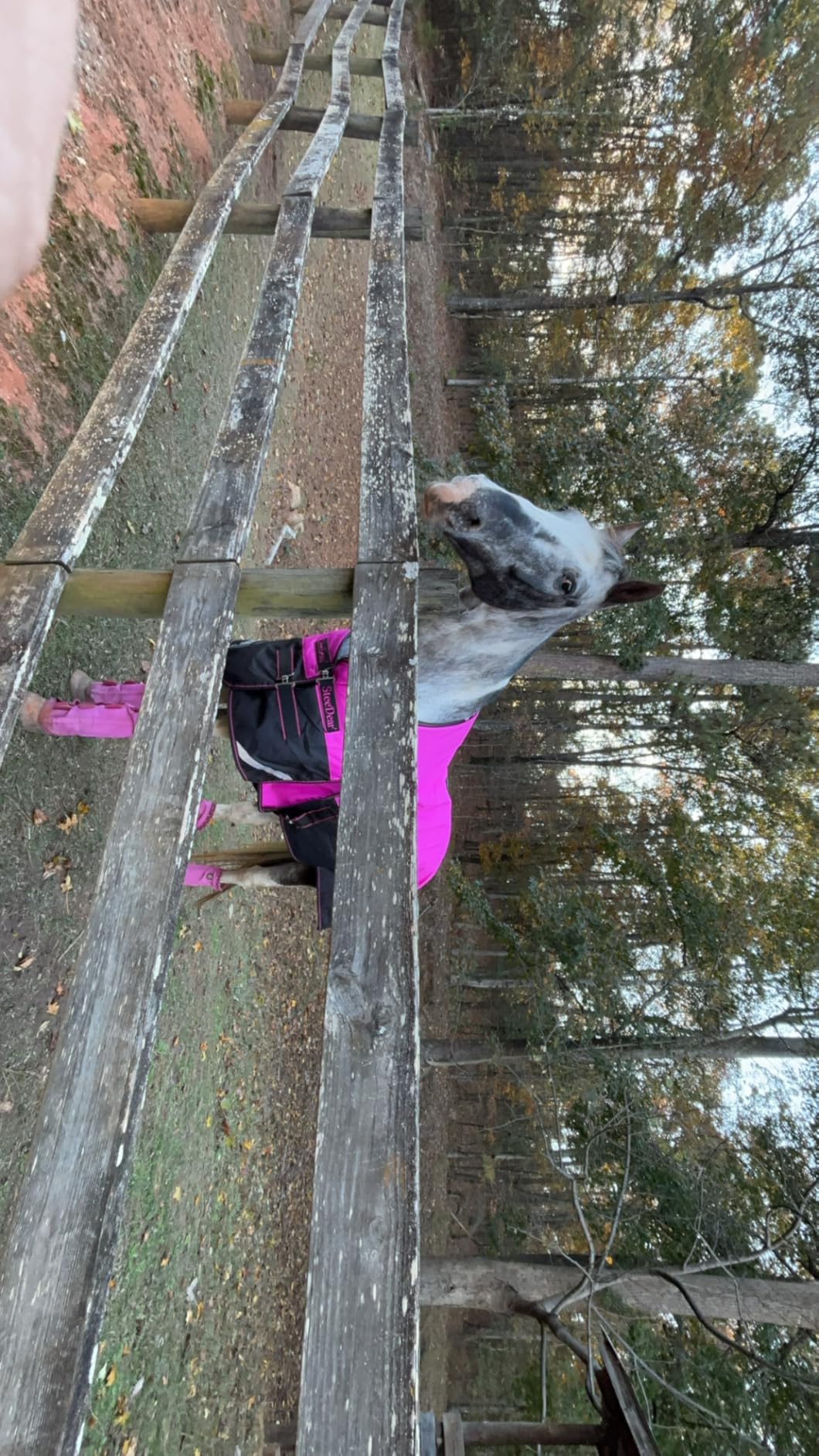 1200D Horse Blanket Turnout Sheet Waterproof and Breathable Lightweight/Medium Fill,Horse Turnout Rug for Real Horses, with Reflective Strips Design (Red/Blue 200g Fill, 69'') customer photo 2