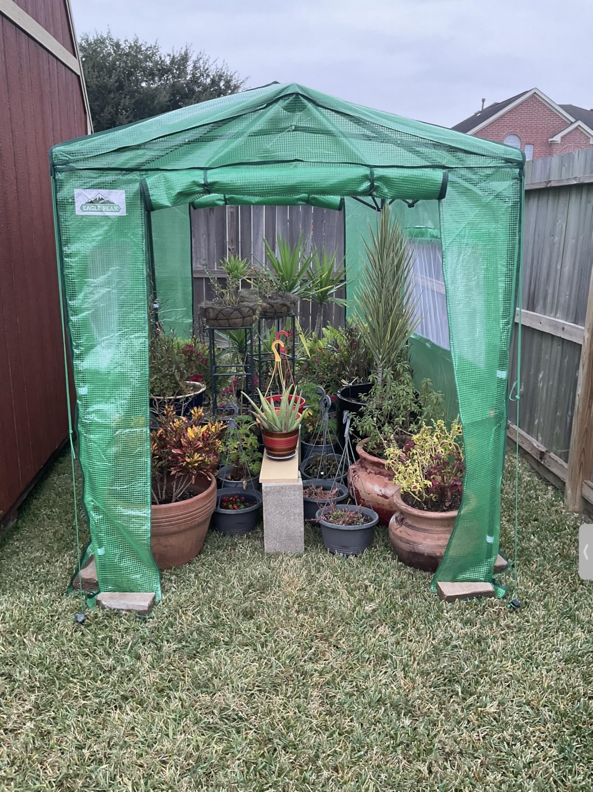 EAGLE PEAK 6x6 Portable Pop Up Greenhouse, Patented Center Lock Easy One Person Setup, Walk-in Outdoor Greenhouse with Gable Roof, Weight Bags, Zippered Doors & Windows, White customer photo 1