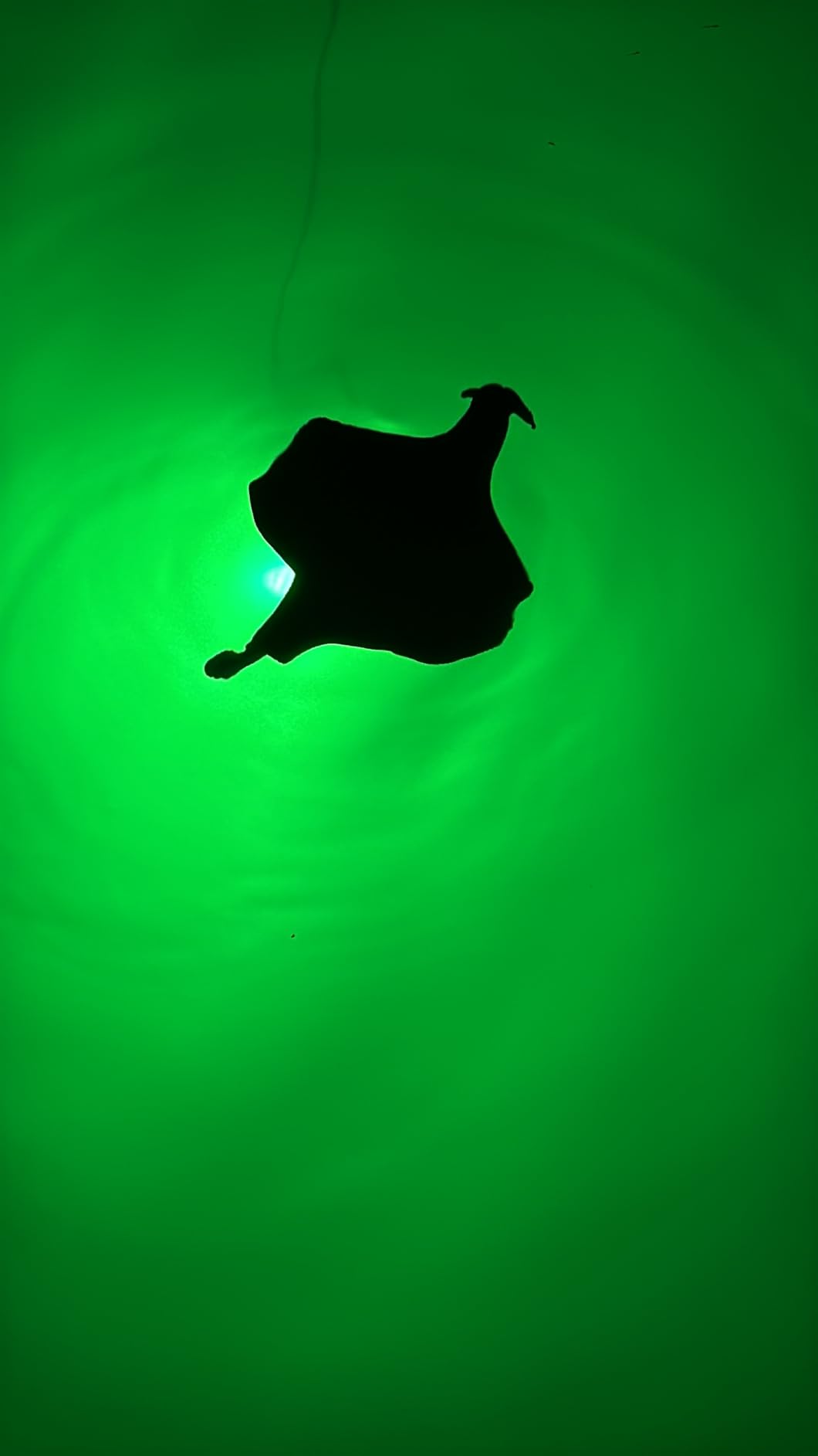 Goldlife 400W LED Green Underwater Fishing Light, 12Inch 100ft Cable丨110V GFCI Safety Plug丨IP69K Submersible Attractants Light丨for Docks/Boats/Kayaks丨for Fresh & Salt Water Fishing customer photo 1