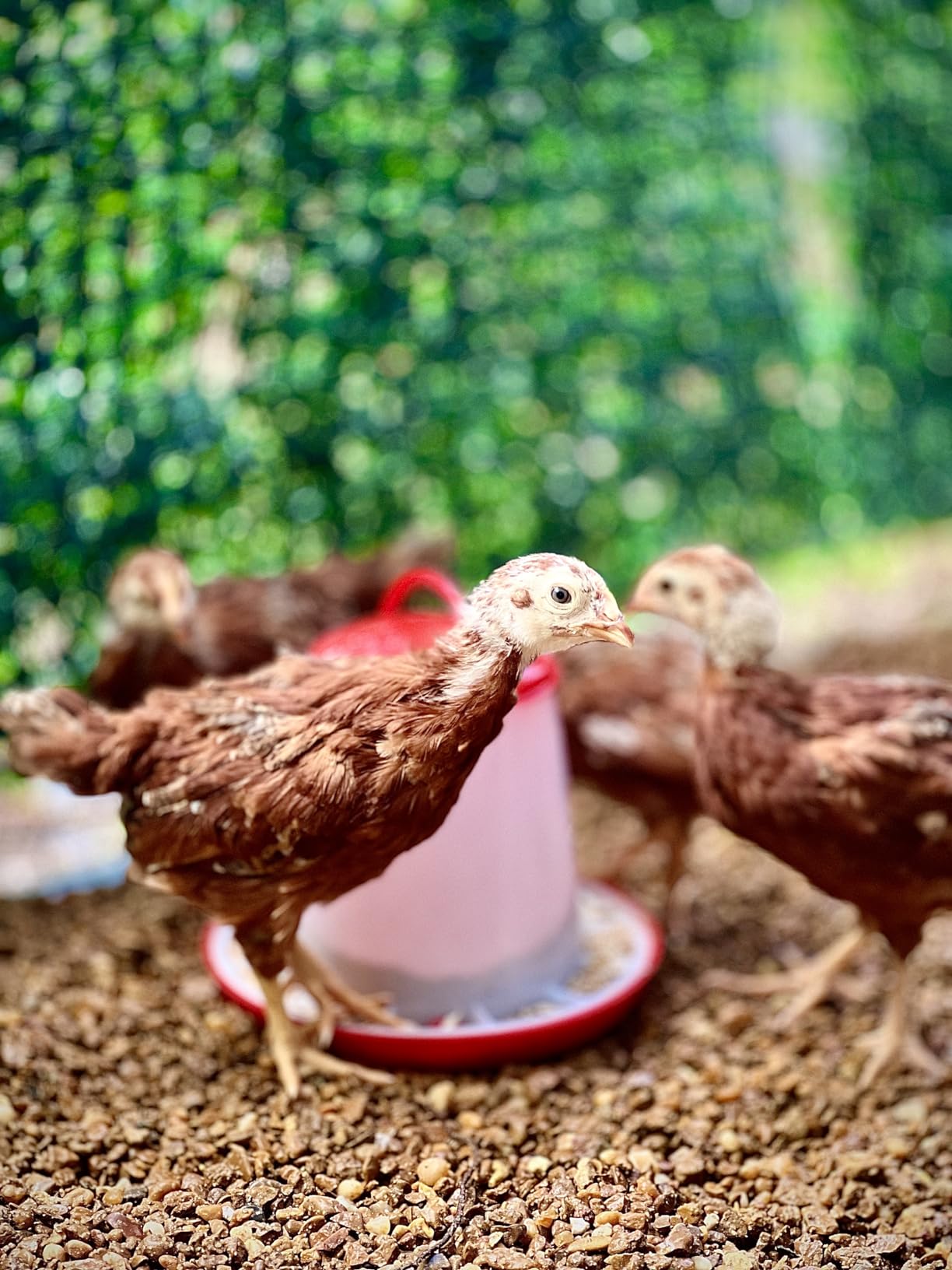 Large Metal Chicken Coop with Waterproof & UV-Resistant Cover & Perch, 9.8' L x 13.2' x 6.4' Chicken Run Outdoor Walk-in Cage Rabbit Duck Hen House for Yard Farm, Spire Roof customer photo 1