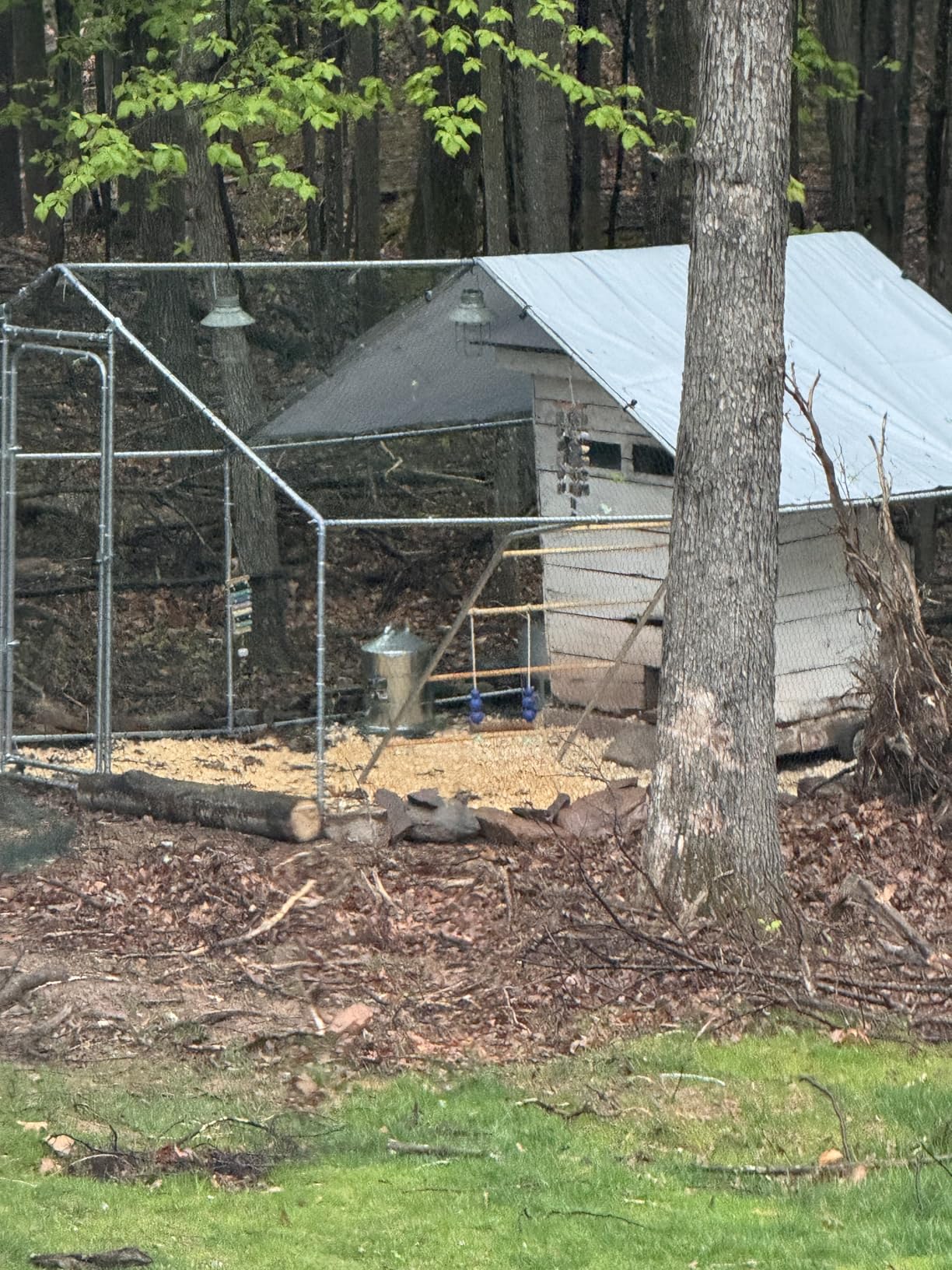 Large Metal Chicken Coop with Roosting Perch, Waterproof and UV-Resistant Cover, Outdoor Walk-in Cage Hen House for Yard Farm Rabbit Duck Chicken Run, Spire Roof (10' W x 13.2' L x 6.4' H) customer photo 2