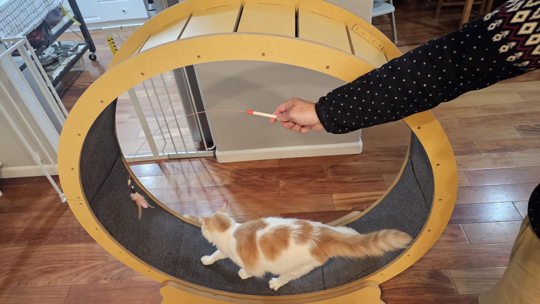 Cat Exercise Wheel, 48 Inch Diameter Cat Treadmill for Indoor Cats customer photo 2