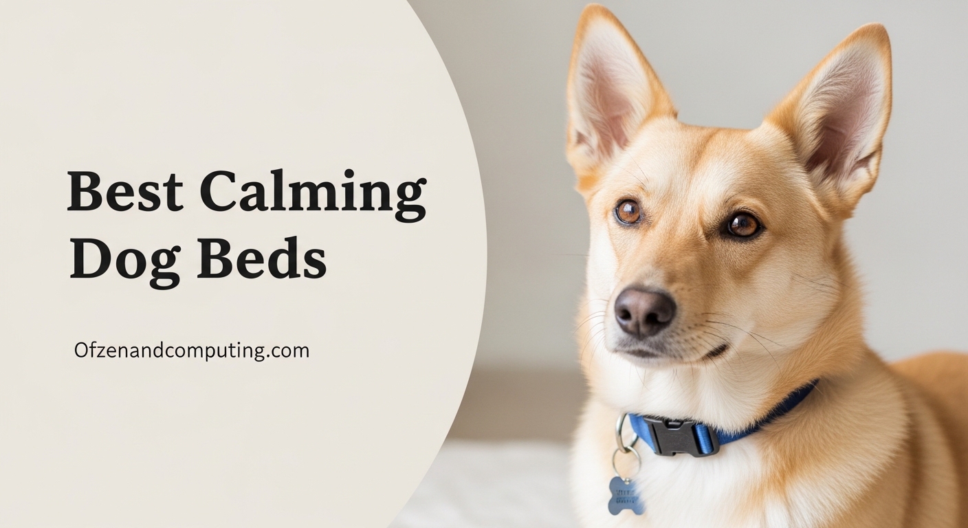 Best Calming Dog Beds