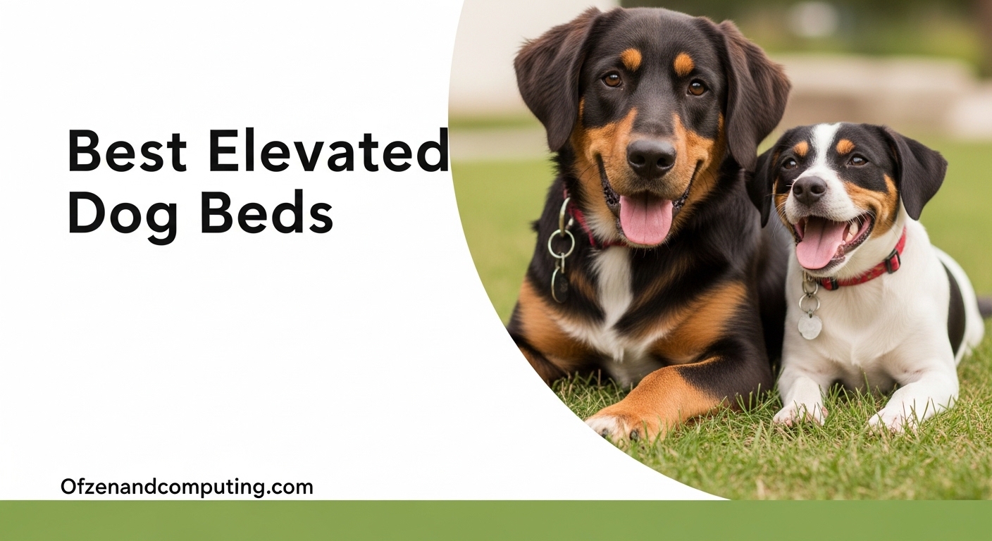 Best Elevated Dog Beds
