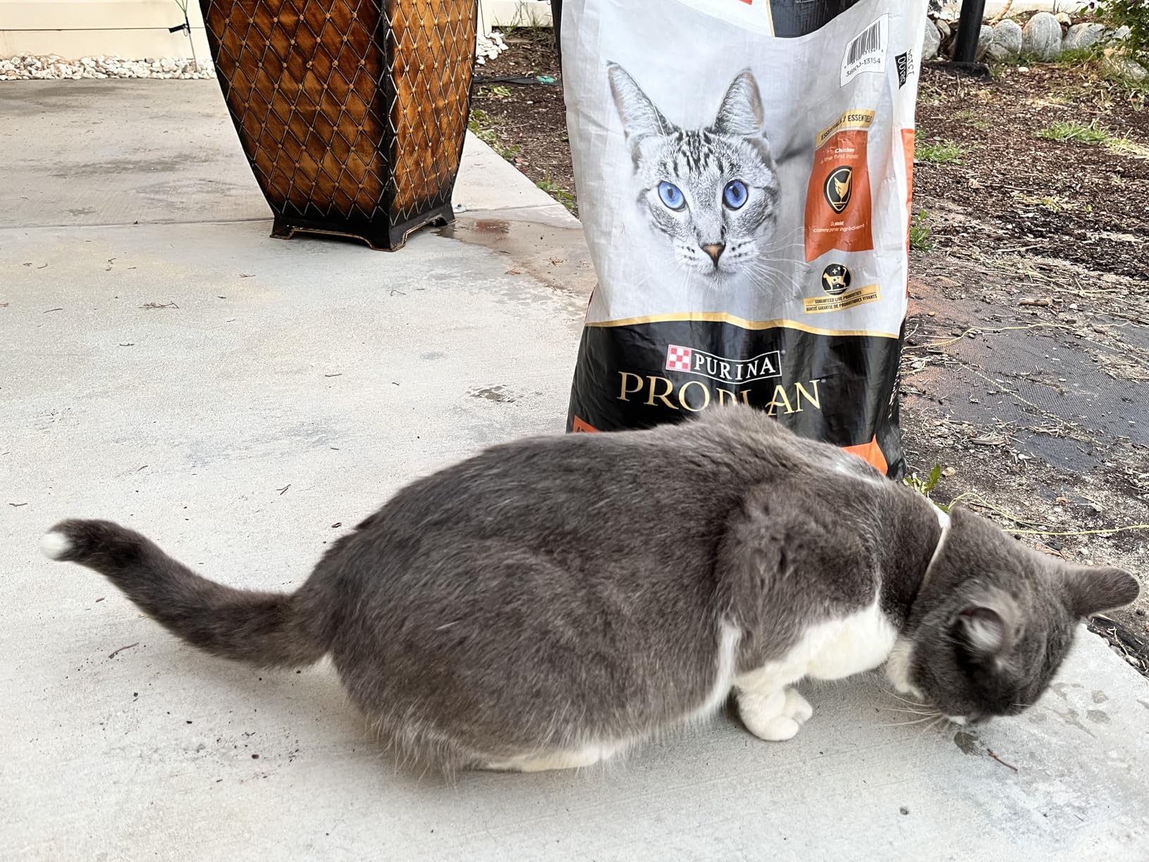 Purina Pro Plan High Protein Cat Food With Probiotics for Cats, Chicken and Rice Formula - 16 lb. Bag customer photo 2