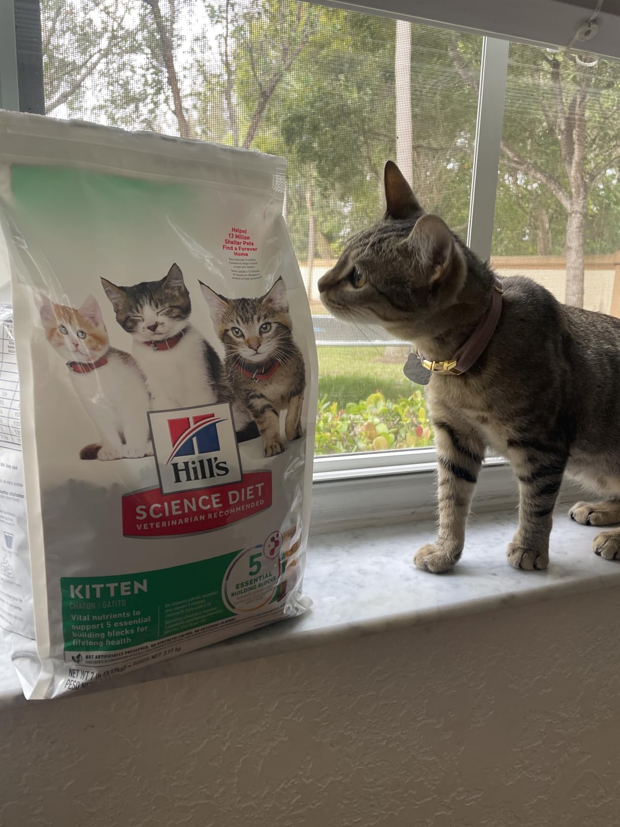 Hill's Science Diet Kitten Dry Cat Food, Chicken, 3.5 lb. Bag customer photo 1